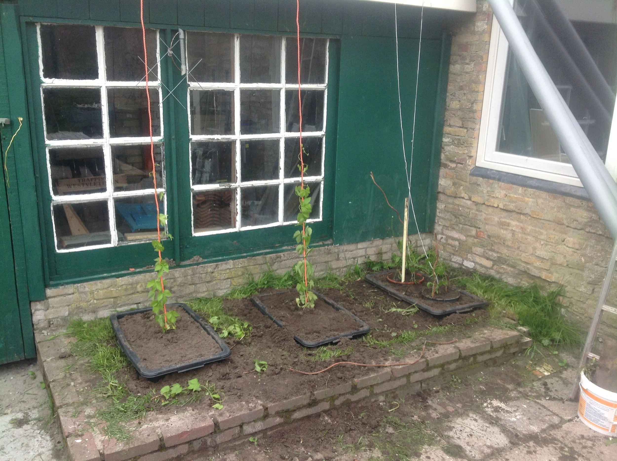 Muurtuin met vier plantenbakken met pas geplante jonge planten, een groene deur met ramen, spinnenwebben en een raam met een open draaiende ramen aan de muur. Het lijkt een tuinproject voor het planten van een groentetuin of bloemperk.