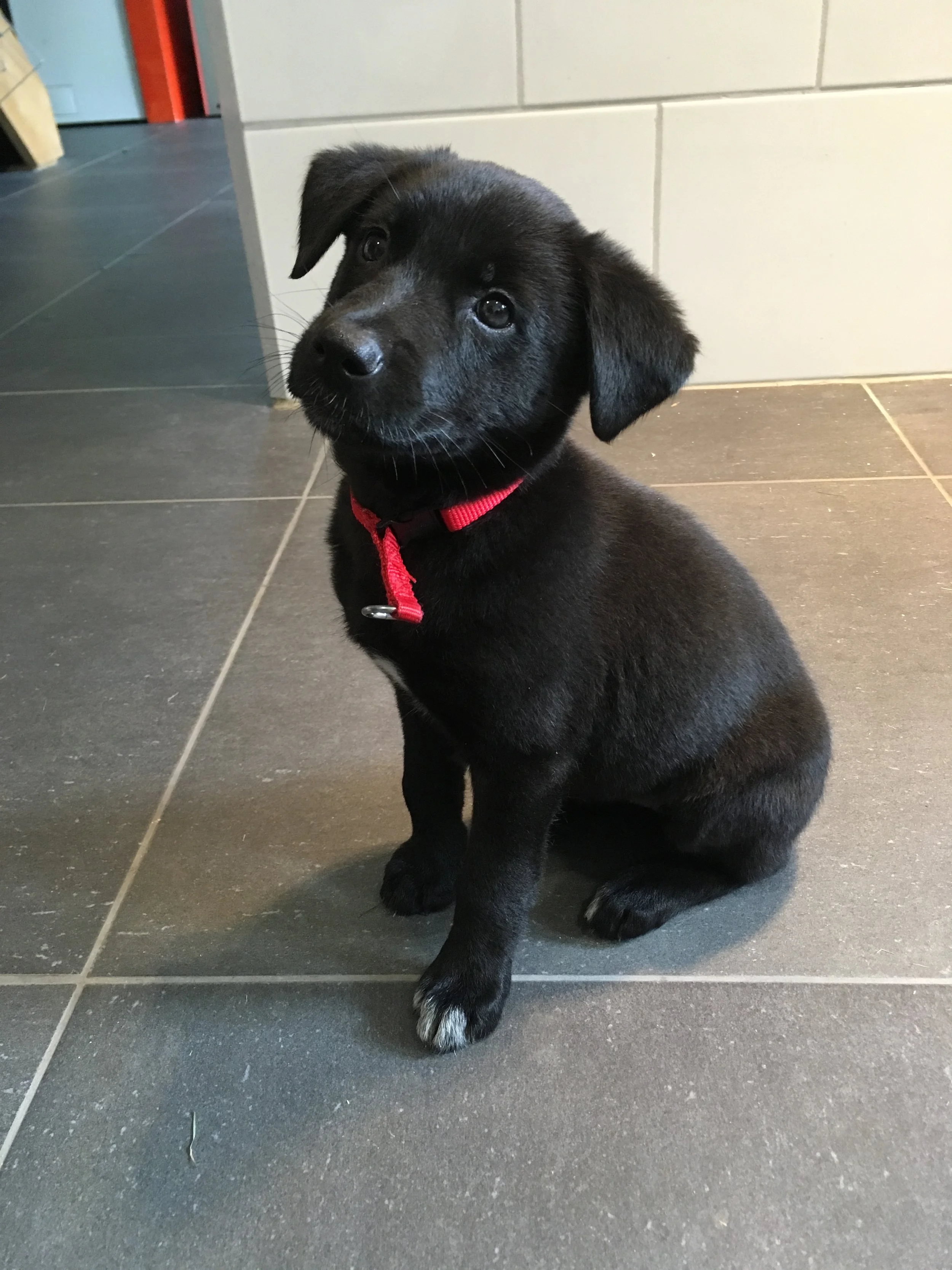 Zwarte puppy met witte vlek op poot, zittend op een donkere tegelvloer, met een witte muur op de achtergrond.