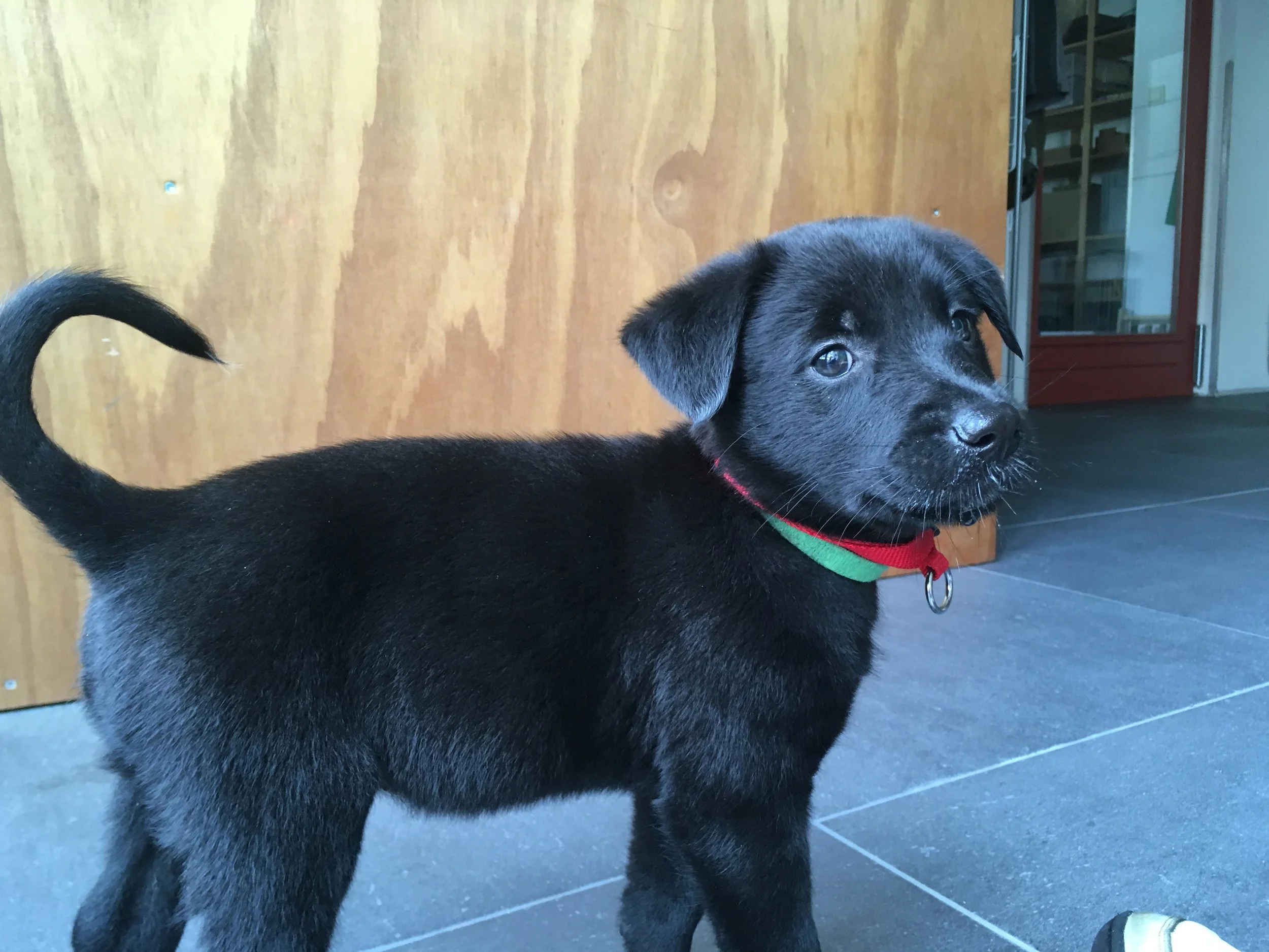 Een zwarte puppy met een rode en groene halsband, staand op een donkere vloer voor een houten deur met een raam. De puppy kijkt naar rechts.