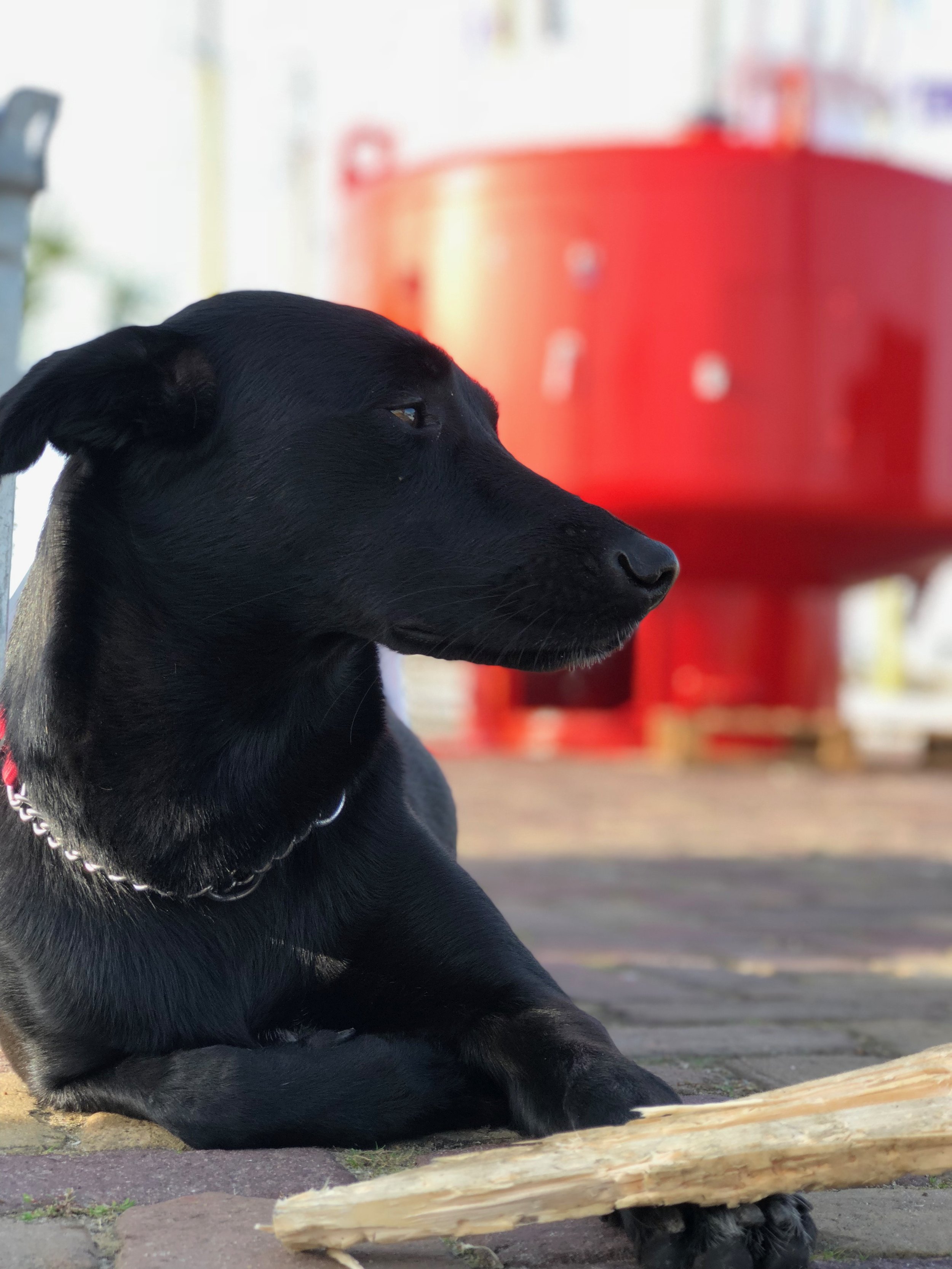 Zwarte hond ligt op de grond met een stok voor zich, achtergrond met een rode structuur en een vergroeiing van een bank of stoelen.