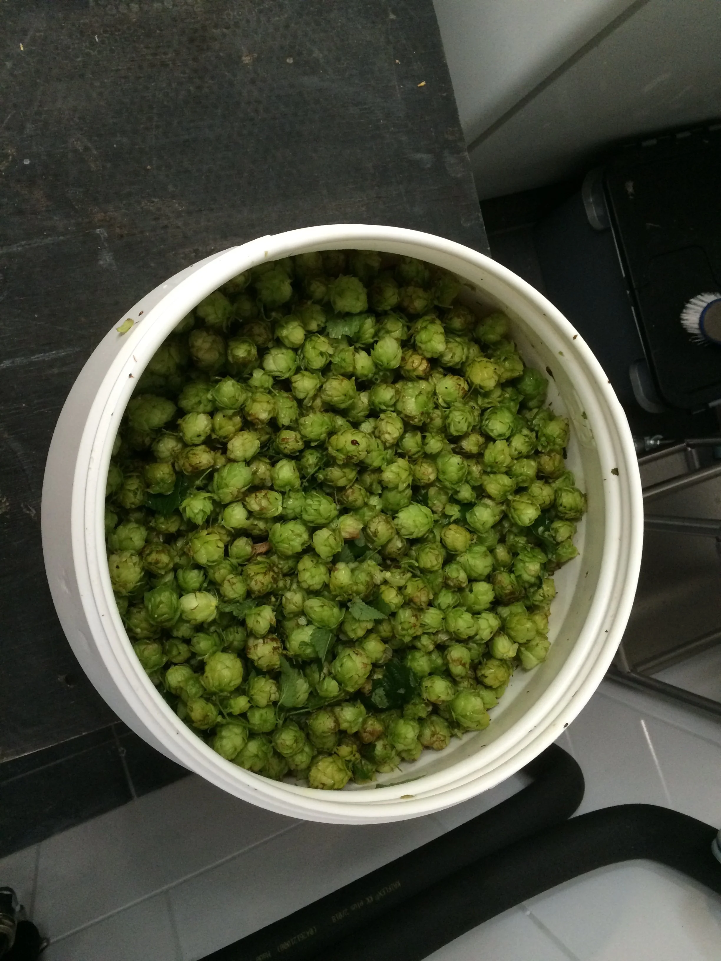 Emmer vol met verse hopbellen, groene en dichtbije hopplant bladeren er tussen.