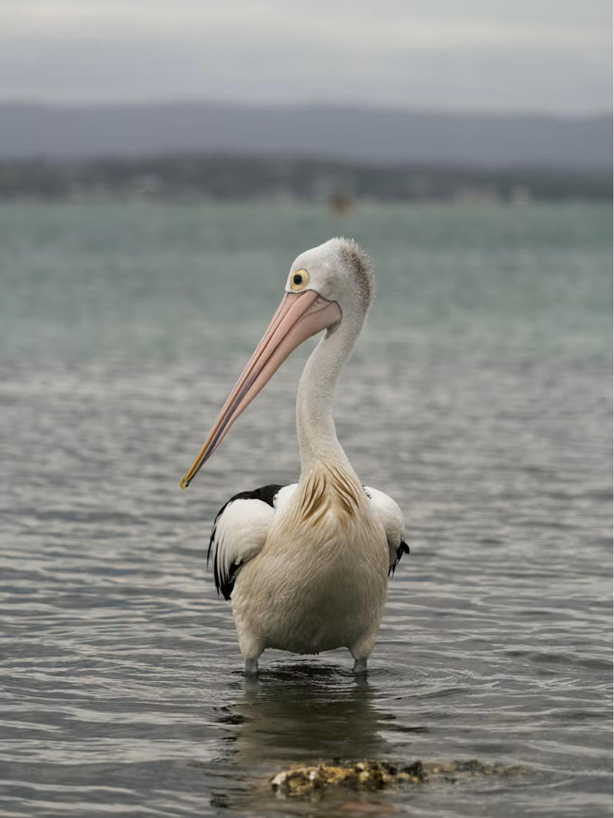 Lake Macquarie.png