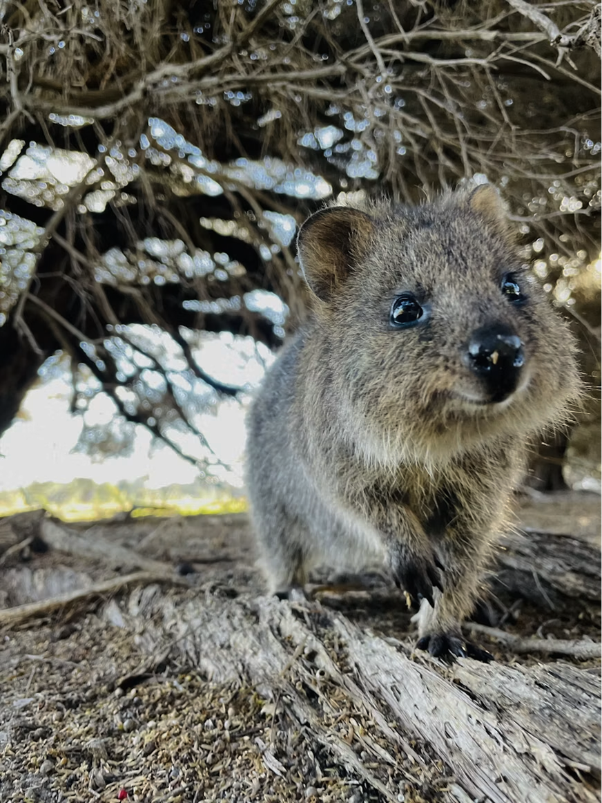 Quokka.png