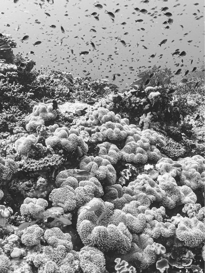 Taveuni.png