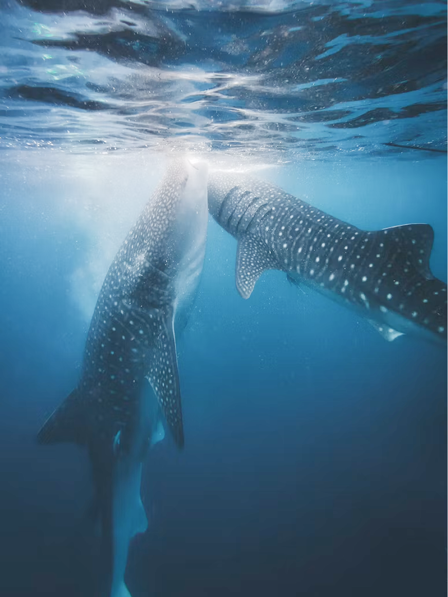 Ningaloo Reef.png