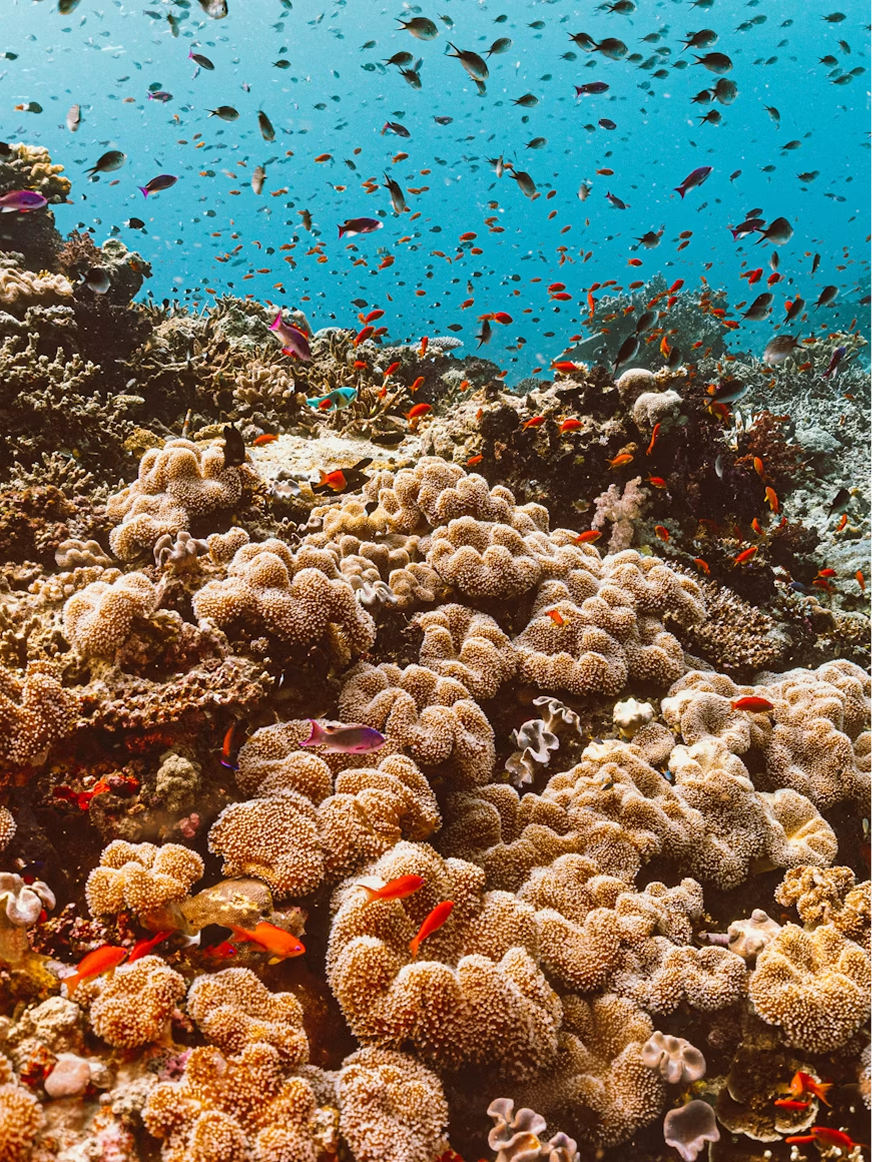 Taveuni Fiyi.png