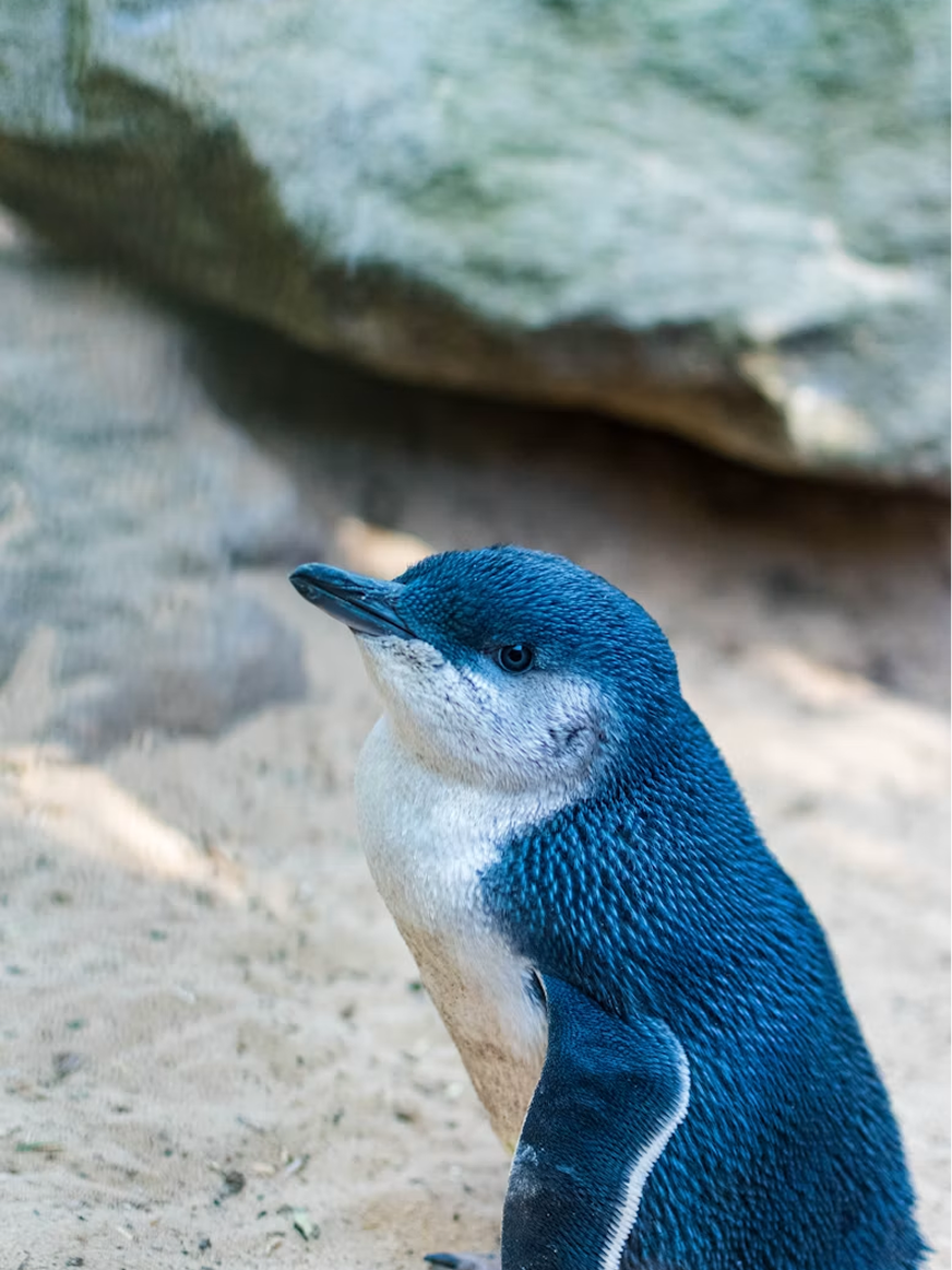 Phillip Island Penguins.png