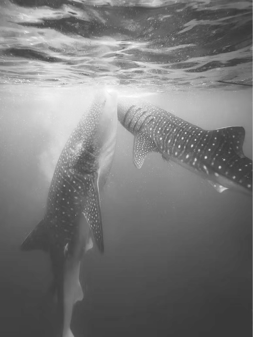 Ningaloo.png