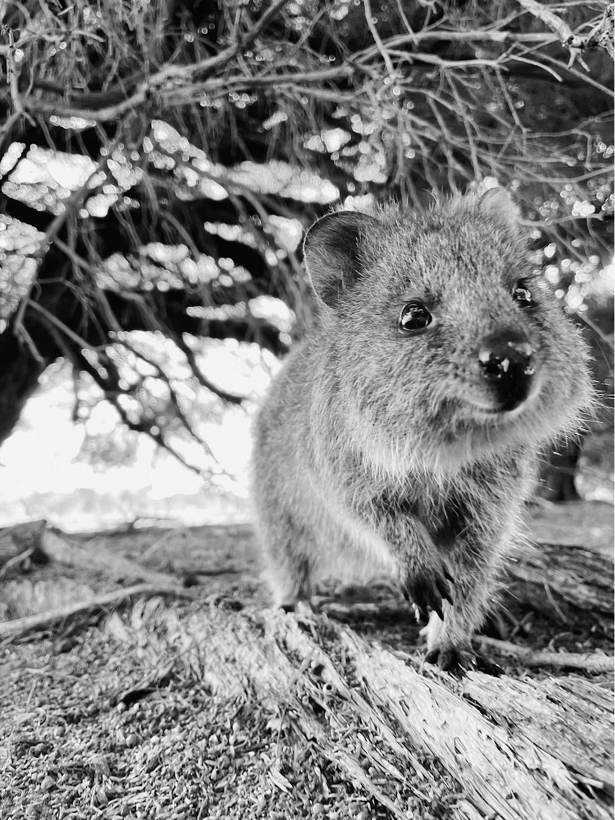 Rottnest.png