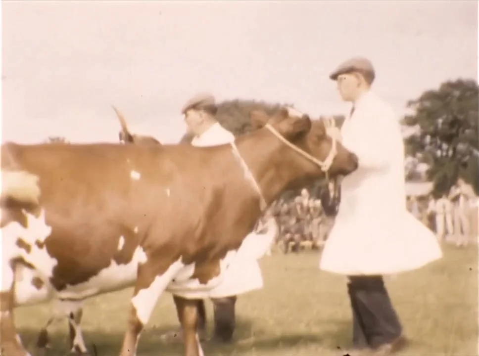 vintage_cow.jpg