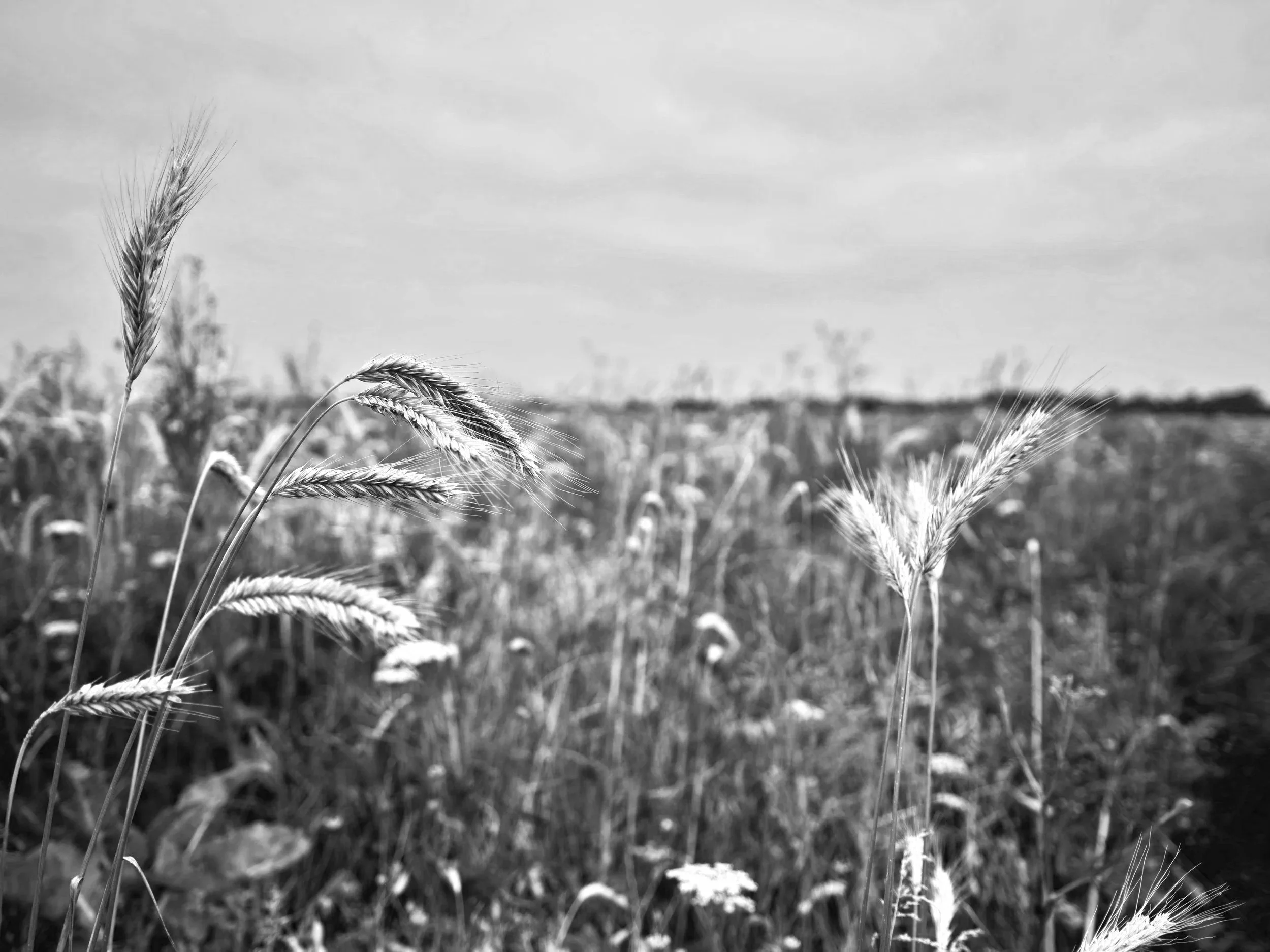 Farmhouse_219_straight.jpg