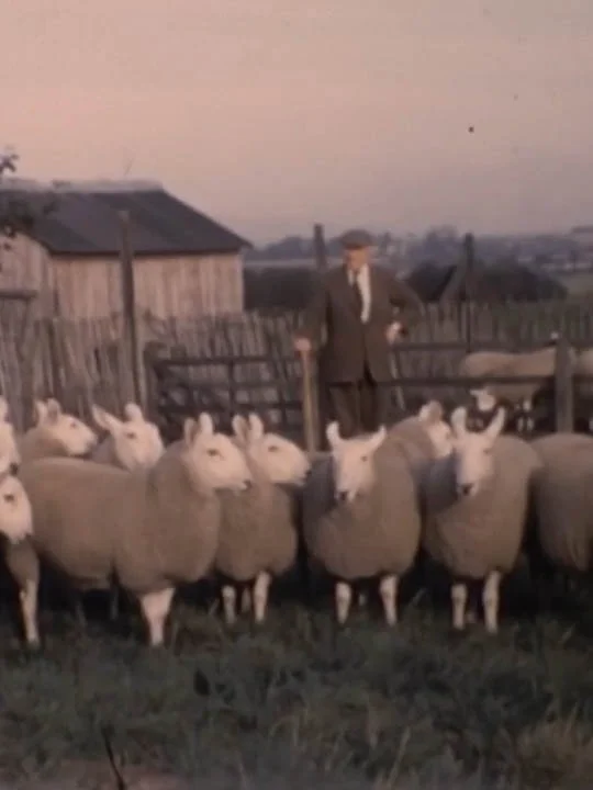 vintage_sheep.jpg