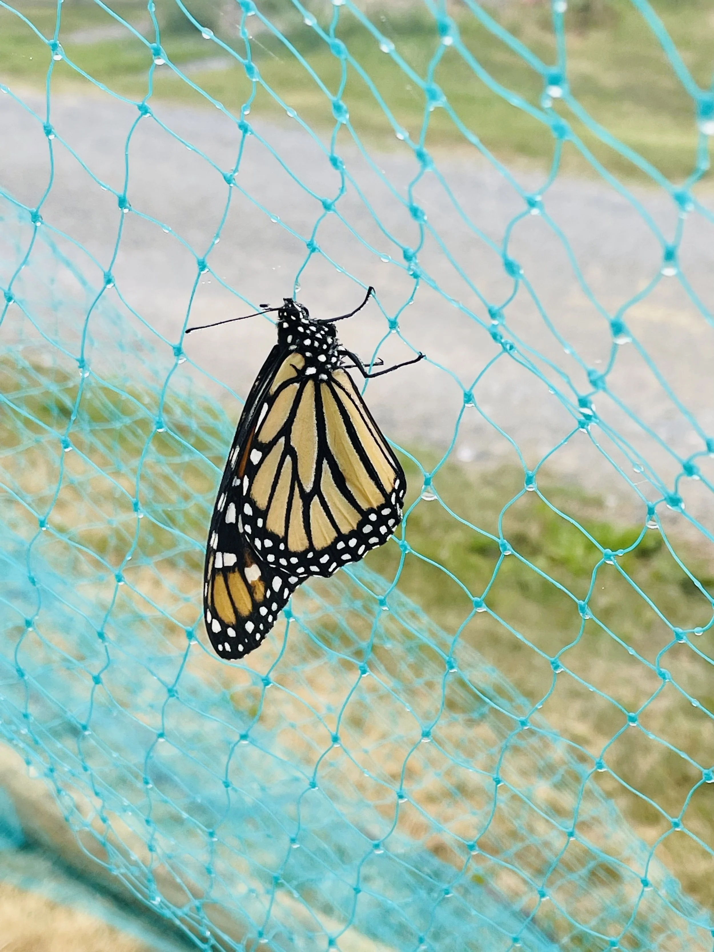 Monarch butterfly resting on teal netting