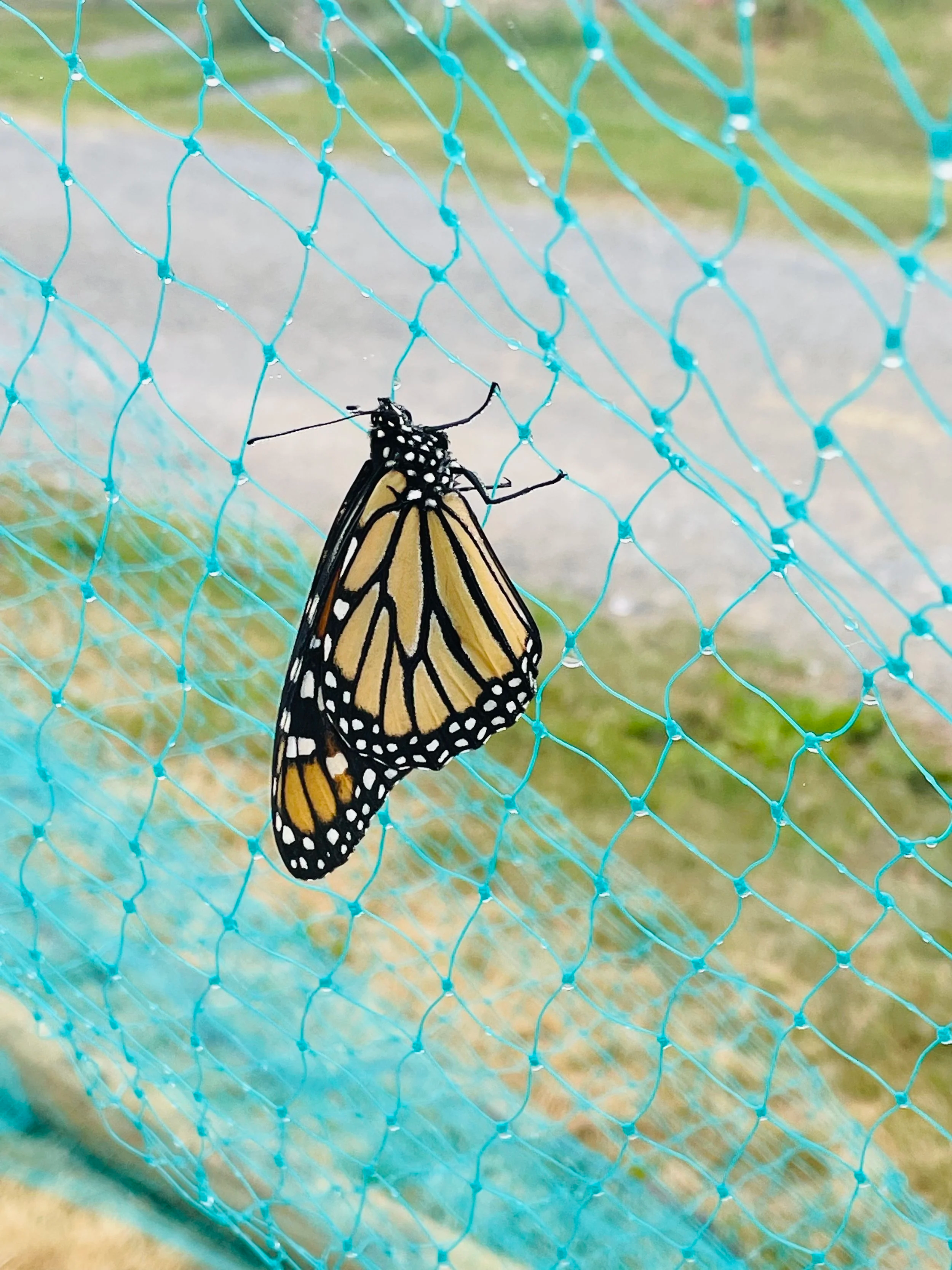 The Metamorphosis of Aging: Embracing the Mental, Physical, and Spiritual Chrysalis