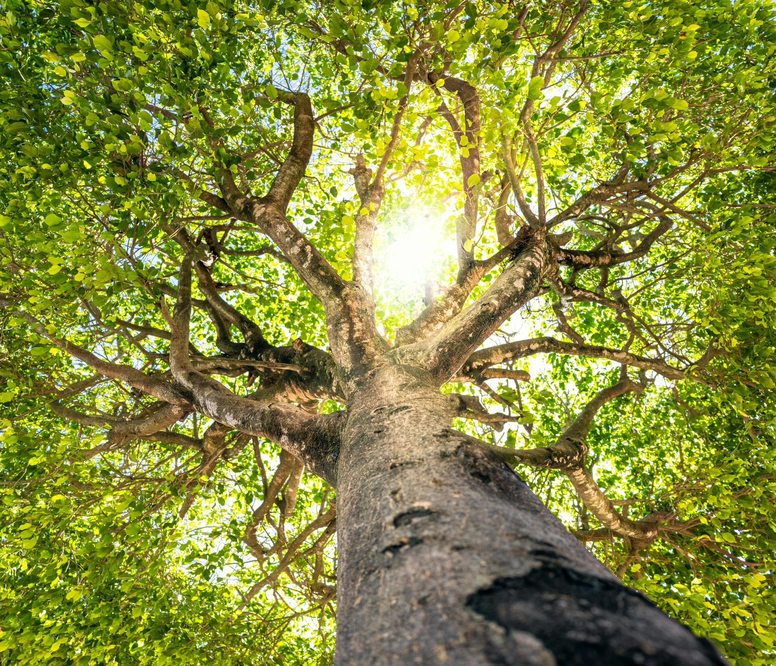 Looking up at a sunlit tree canopy