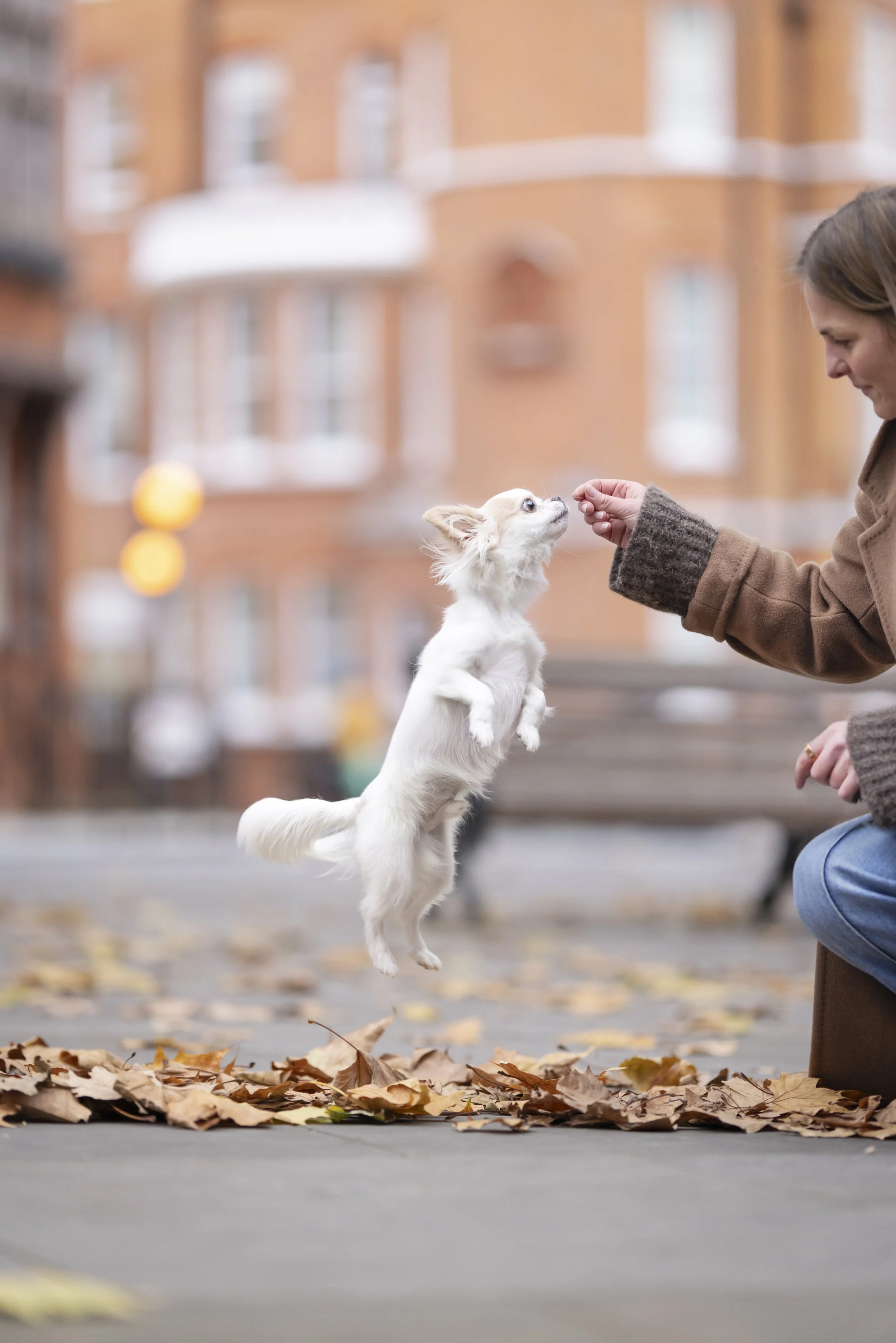 Lilo Ask-Henriksen offering a treat to a small white Chihuahua among autumn leaves