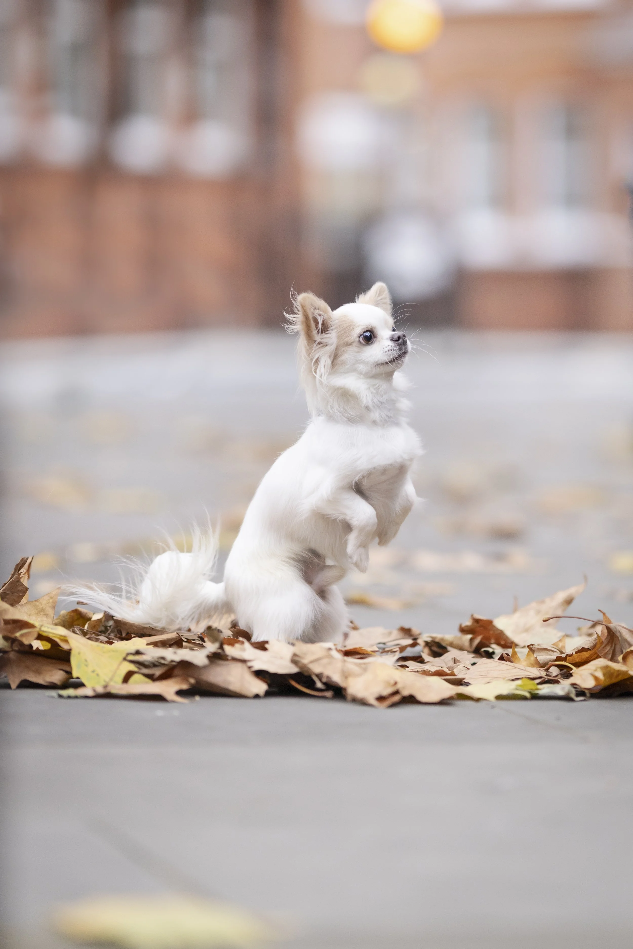 Chihuahua playing in autumn leaves on a London pavement
