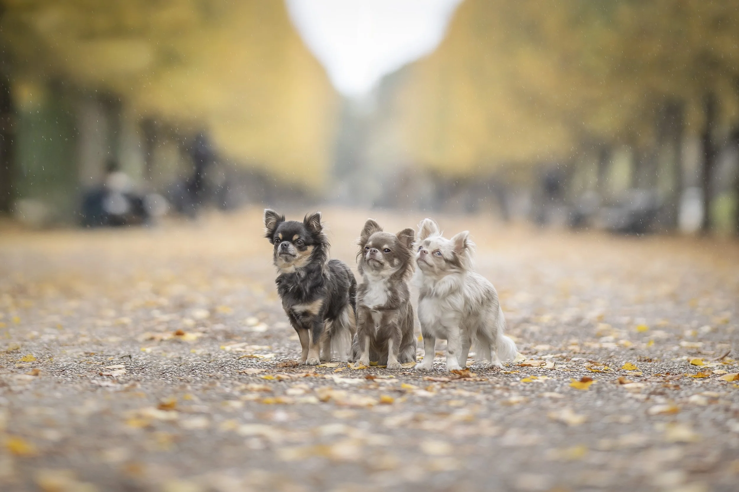 Three small dogs on a leaf-covered path in a London park in autumn