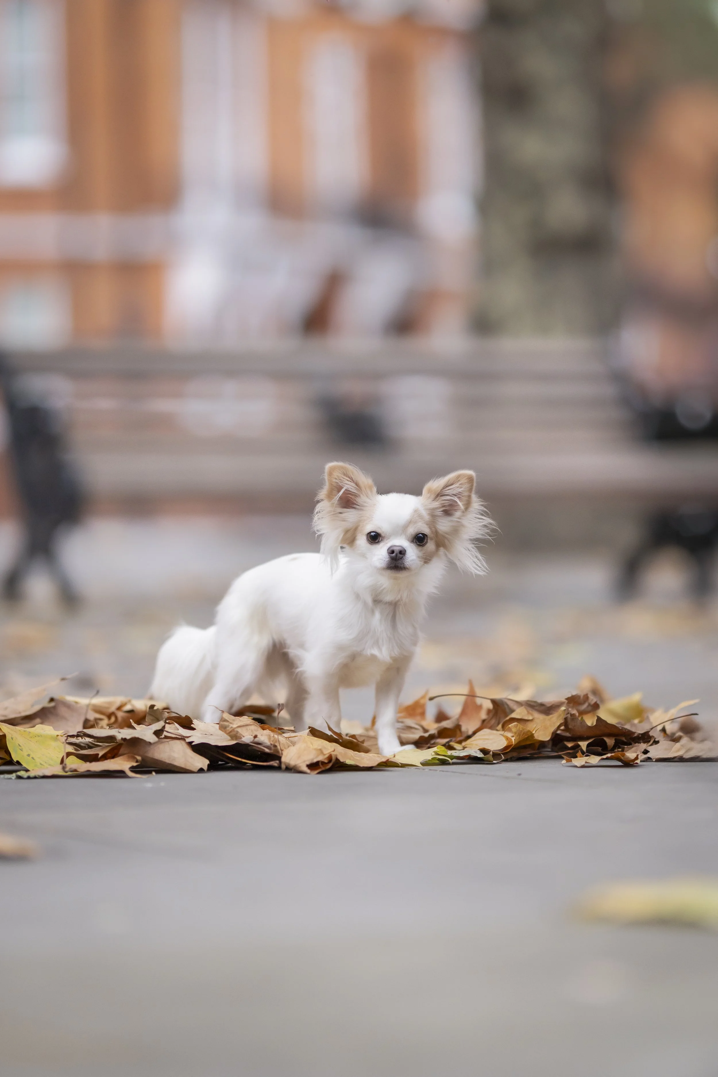 Small white Chihuahua standing on autumn leaves in a London park
