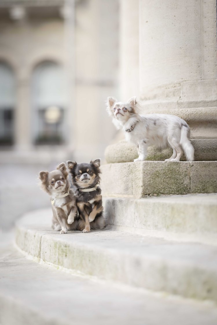 Lilo's four small dogs sitting together on stone steps