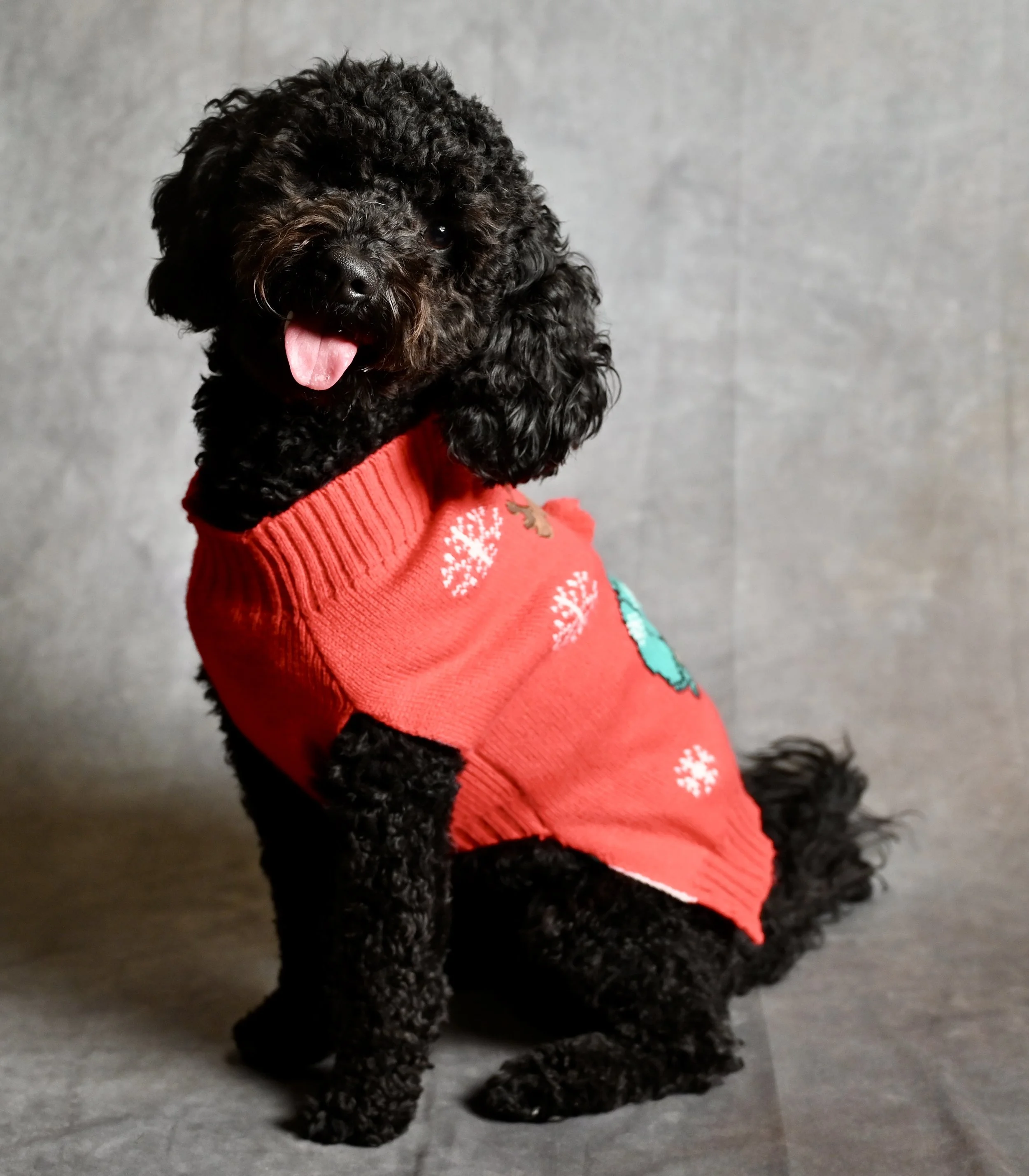 A black curly-haired puppy wearing a red Christmas sweater with white snowflakes and reindeer decorations, sitting on a gray surface against a gray background.