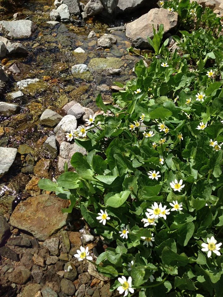 WhiteFlowers.jpg
