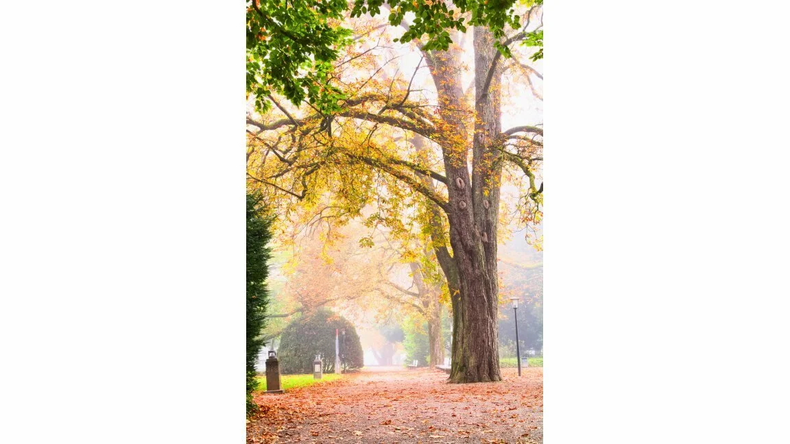 Herbstnebel