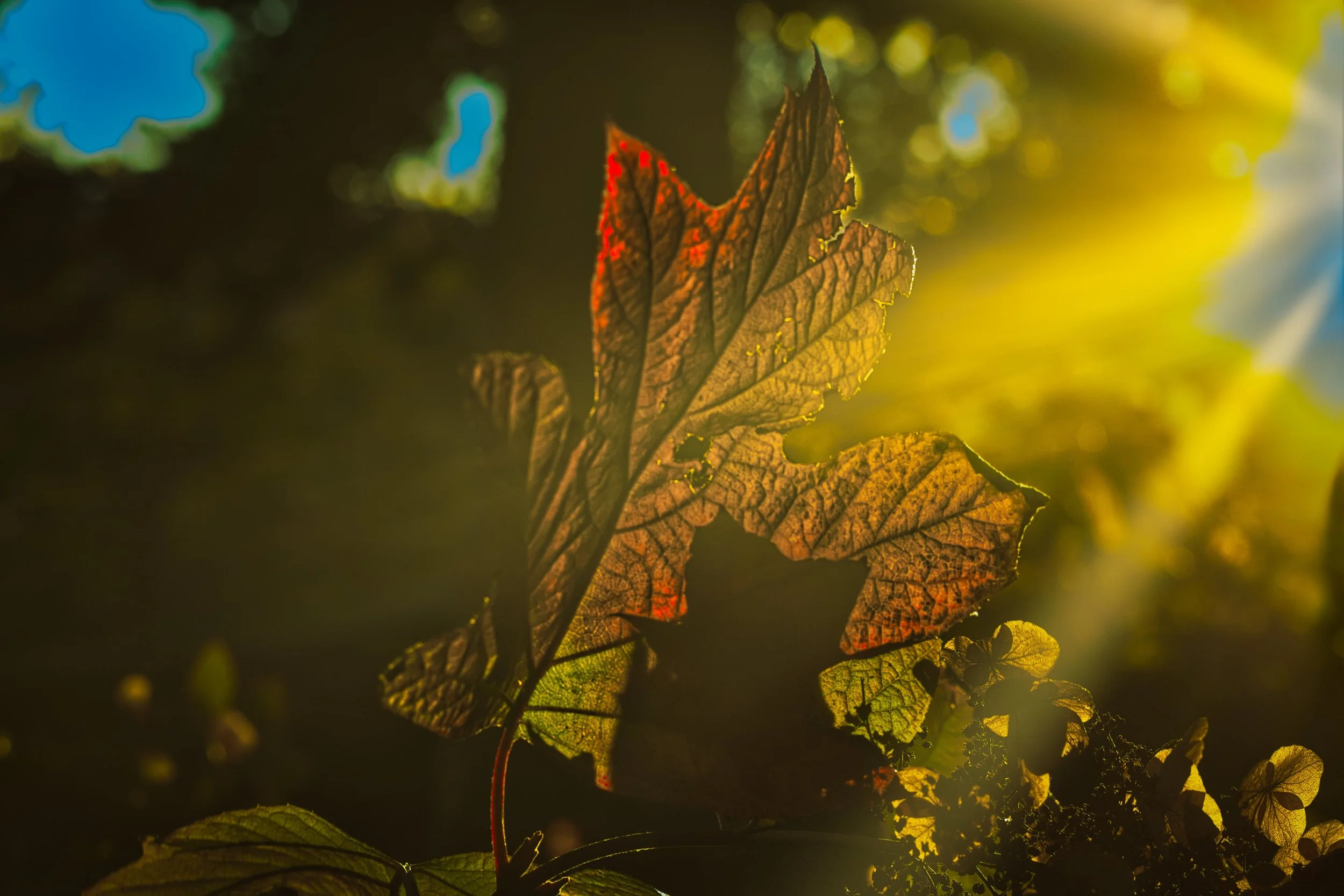Die letzten Herbstsonnenstrahlen
