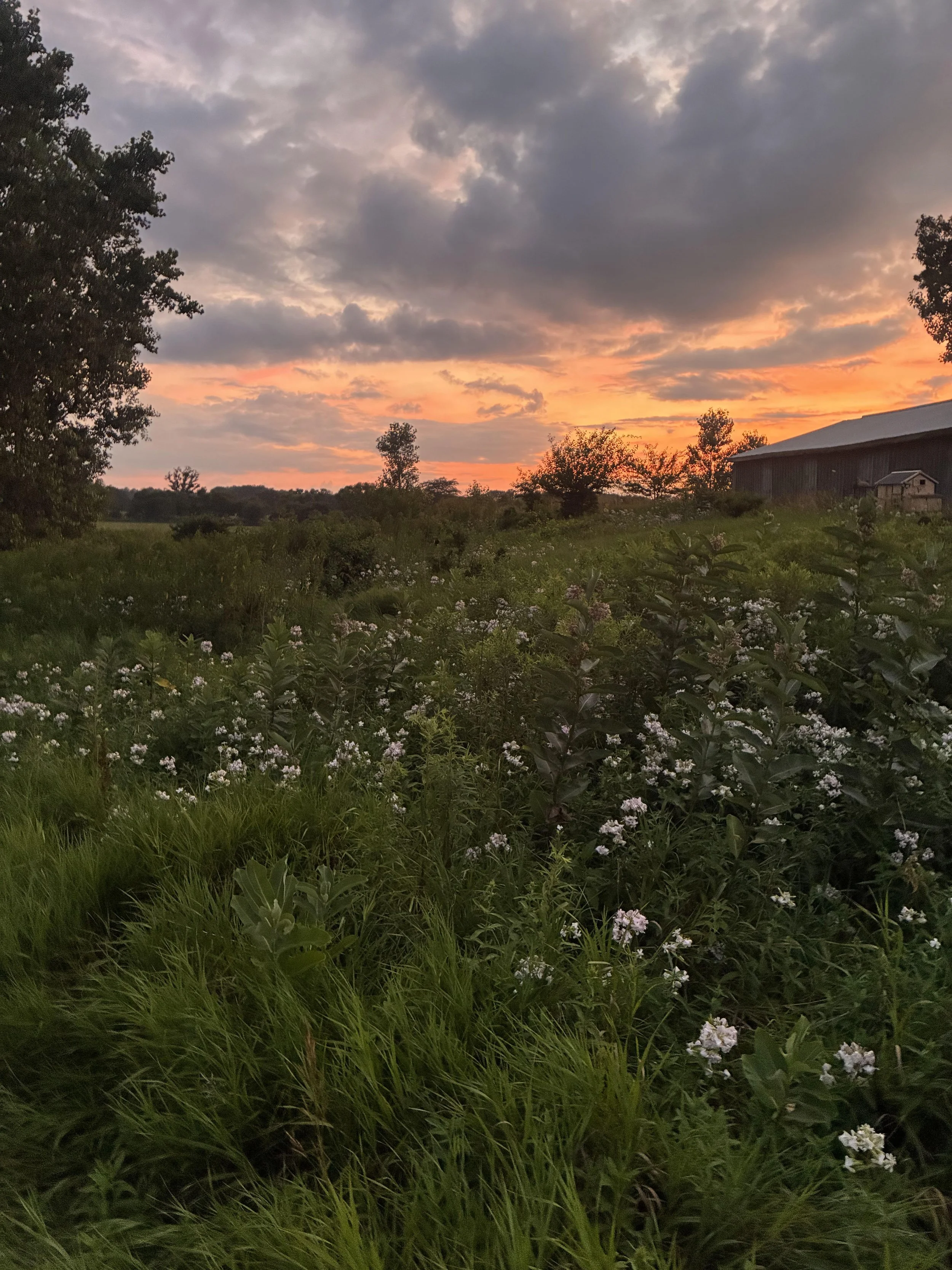 A countryside scene at sunset with a colorful sky, green grass, blooming flowers, trees, and a barn or shed on the right side.