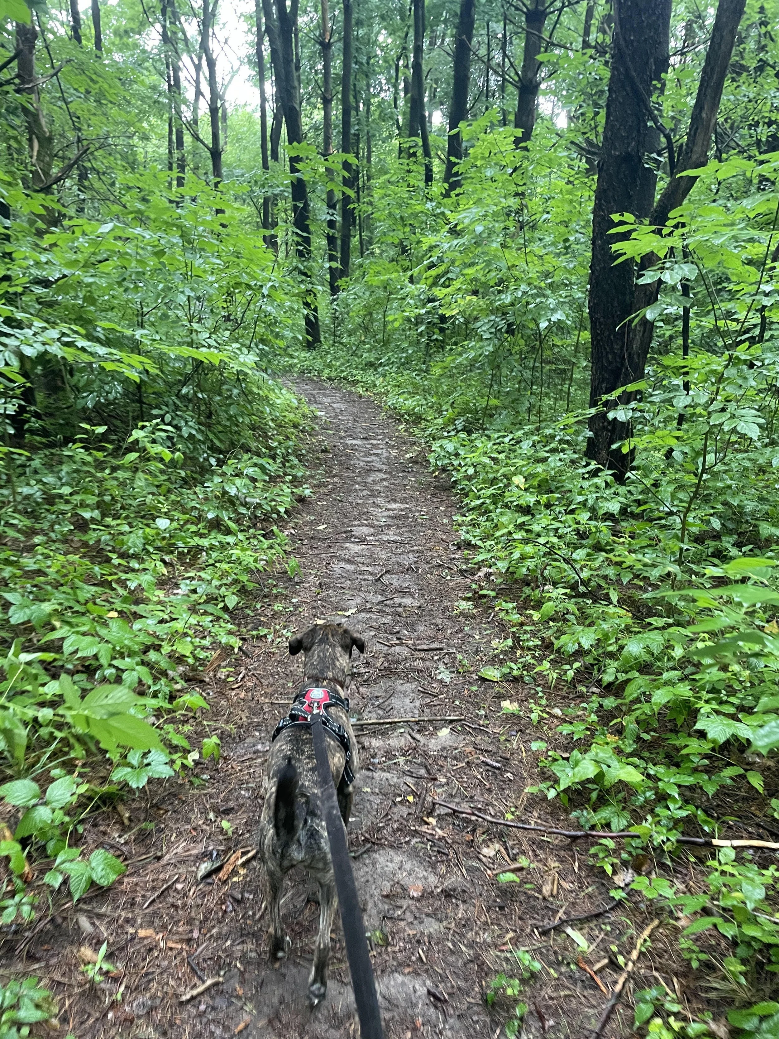 Dog on a leash walking along a narrow dirt trail through a dense, green forest with tall trees and lush foliage.