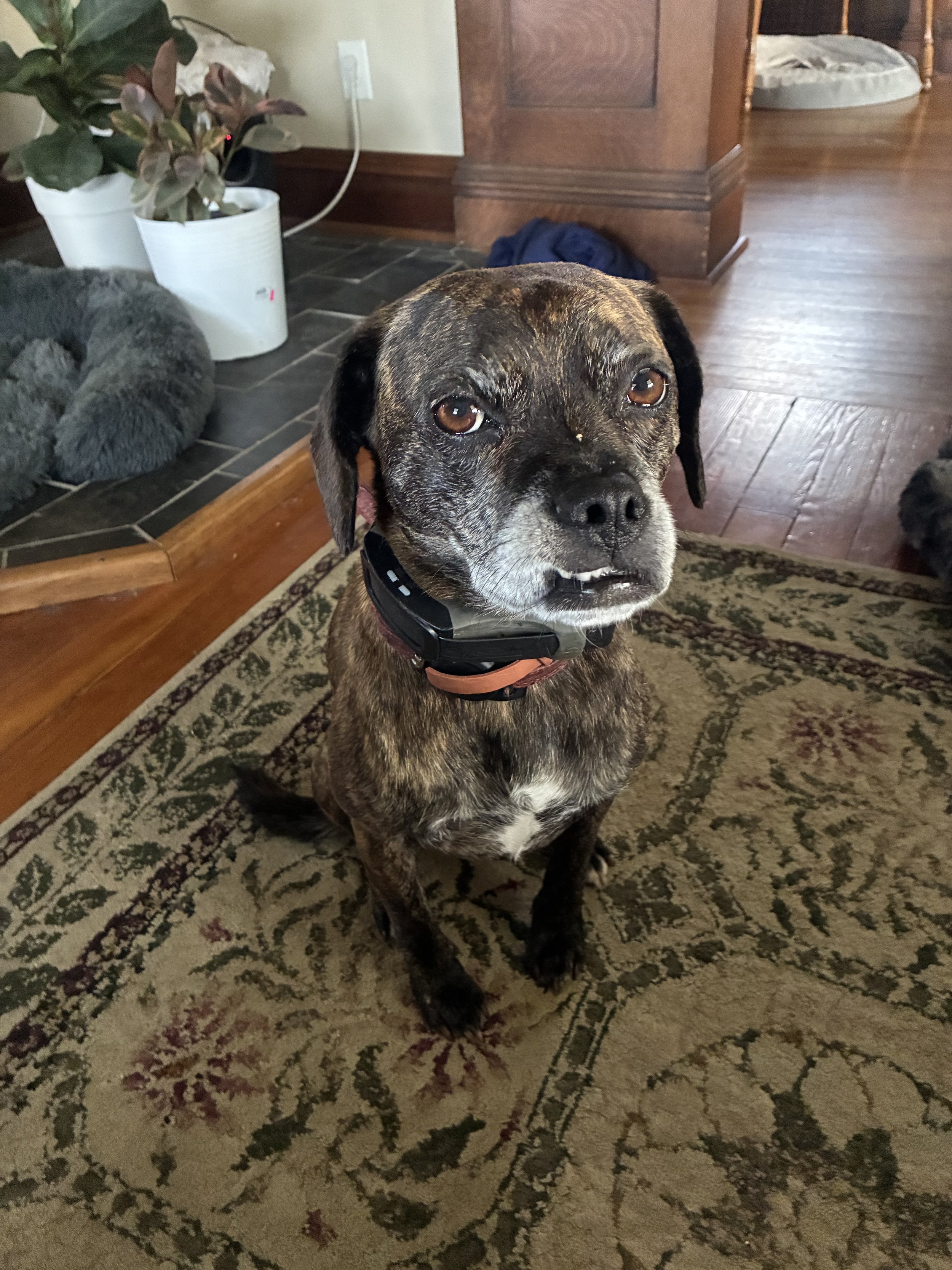 A brindle-coated dog sitting on a patterned rug inside a home, looking up at the camera.