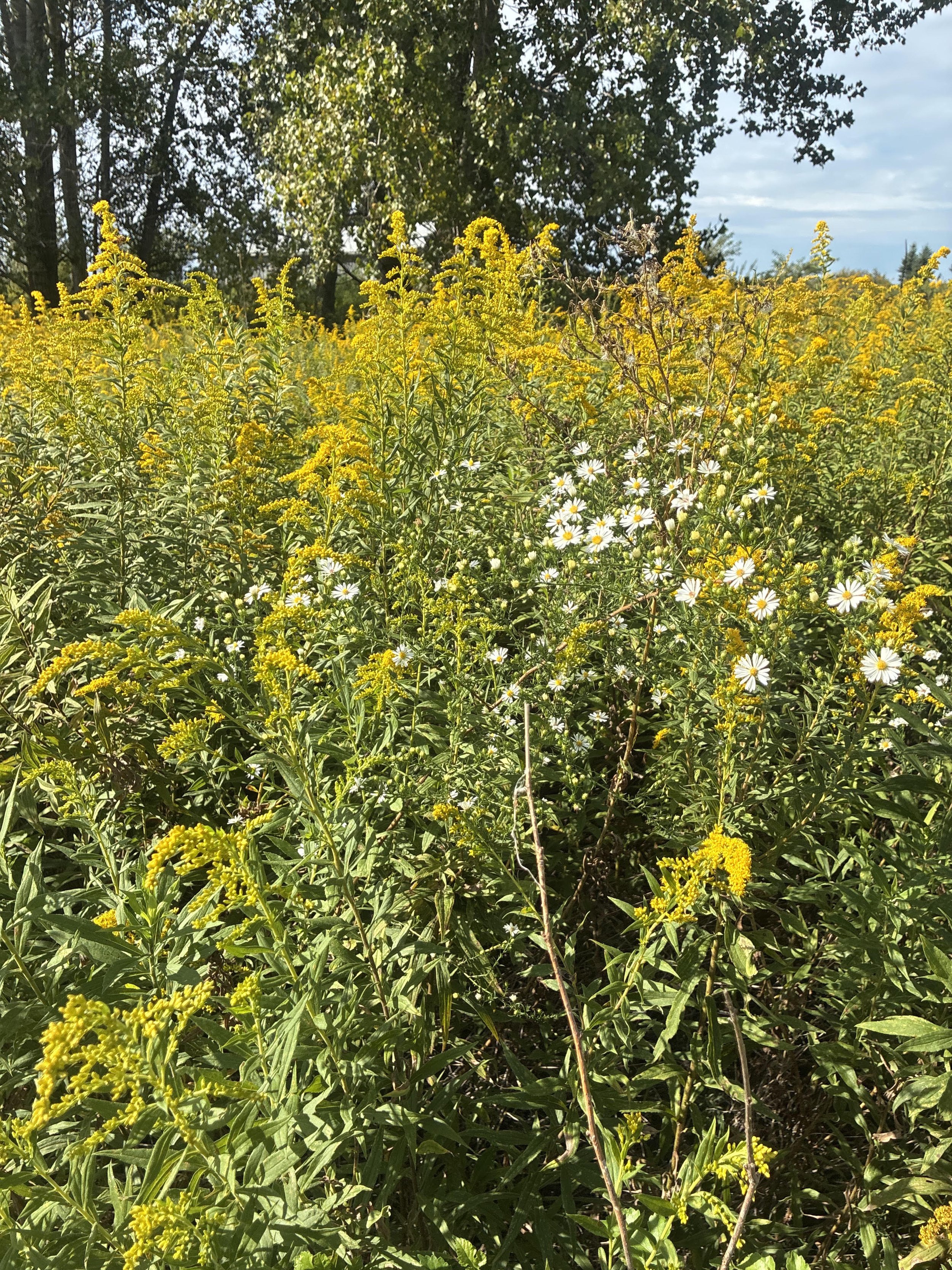 A field of yellow and white wildflowers, with green foliage and trees in the background under a partly cloudy sky.