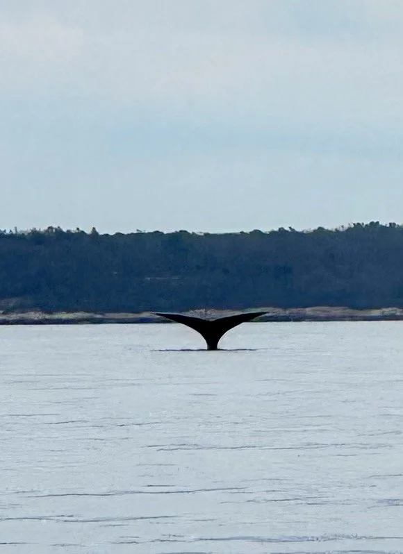 A whale's tail emerging from the water near a distant forested shoreline.