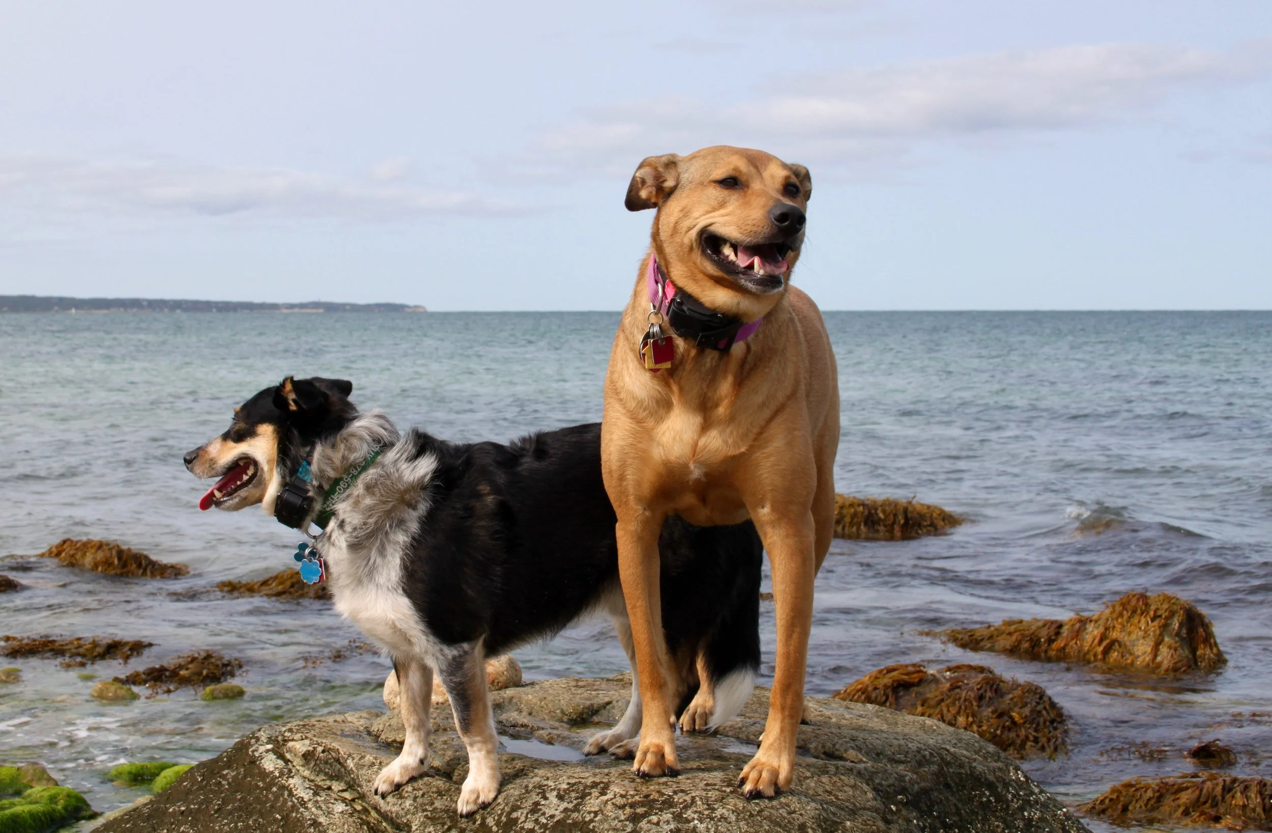 Two dogs standing on rocks at the beach near the ocean, with cloudy sky above.