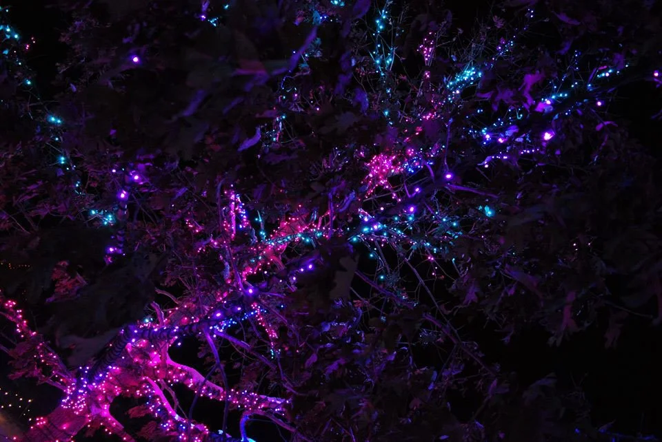 Dark night scene featuring tree branches decorated with colorful LED string lights in pink, purple, blue, and teal.