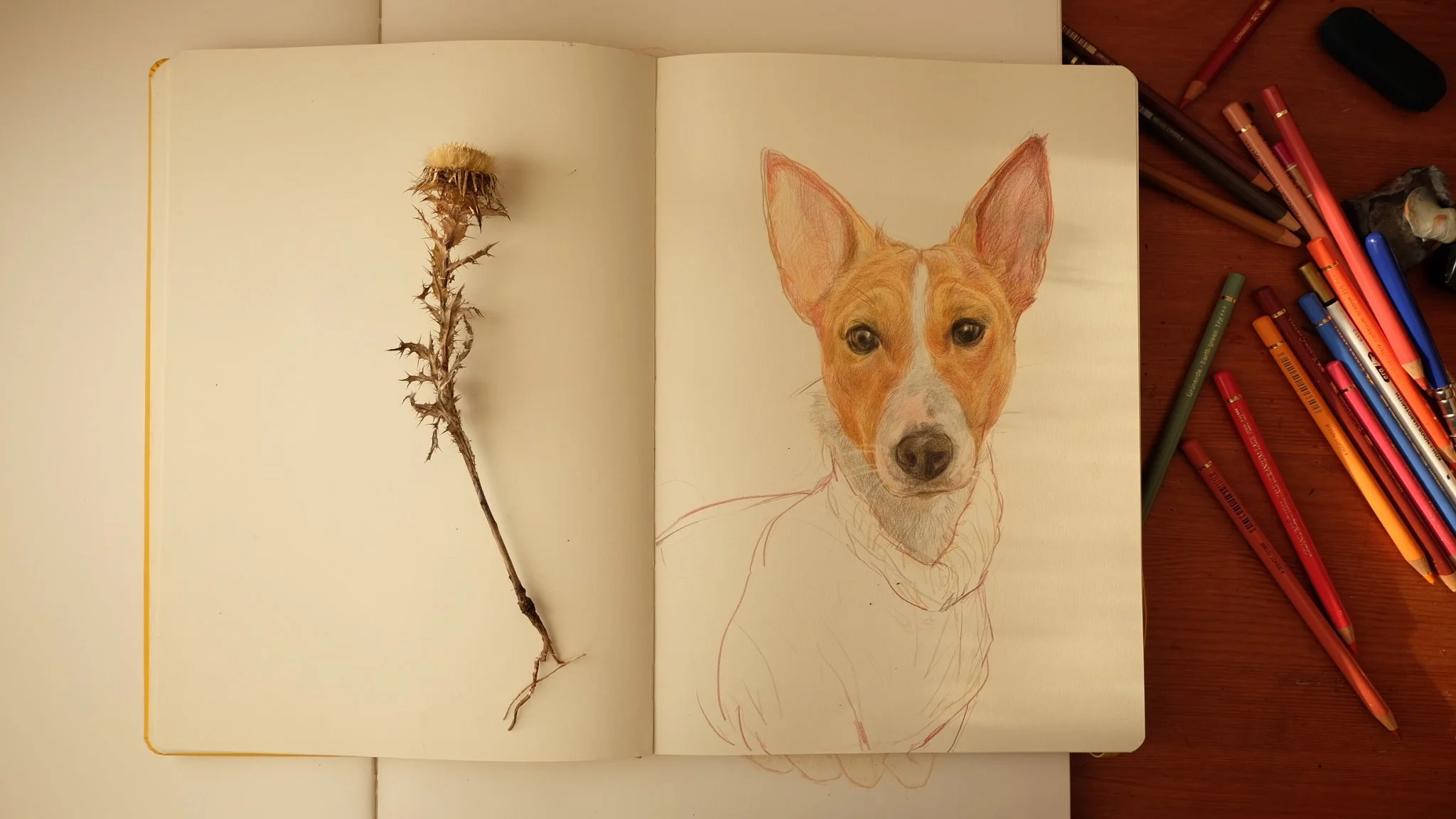 Open sketchbook with a drawing of a dog on the right page and a dried flower on the left page, surrounded by colored pencils on a wooden table.
