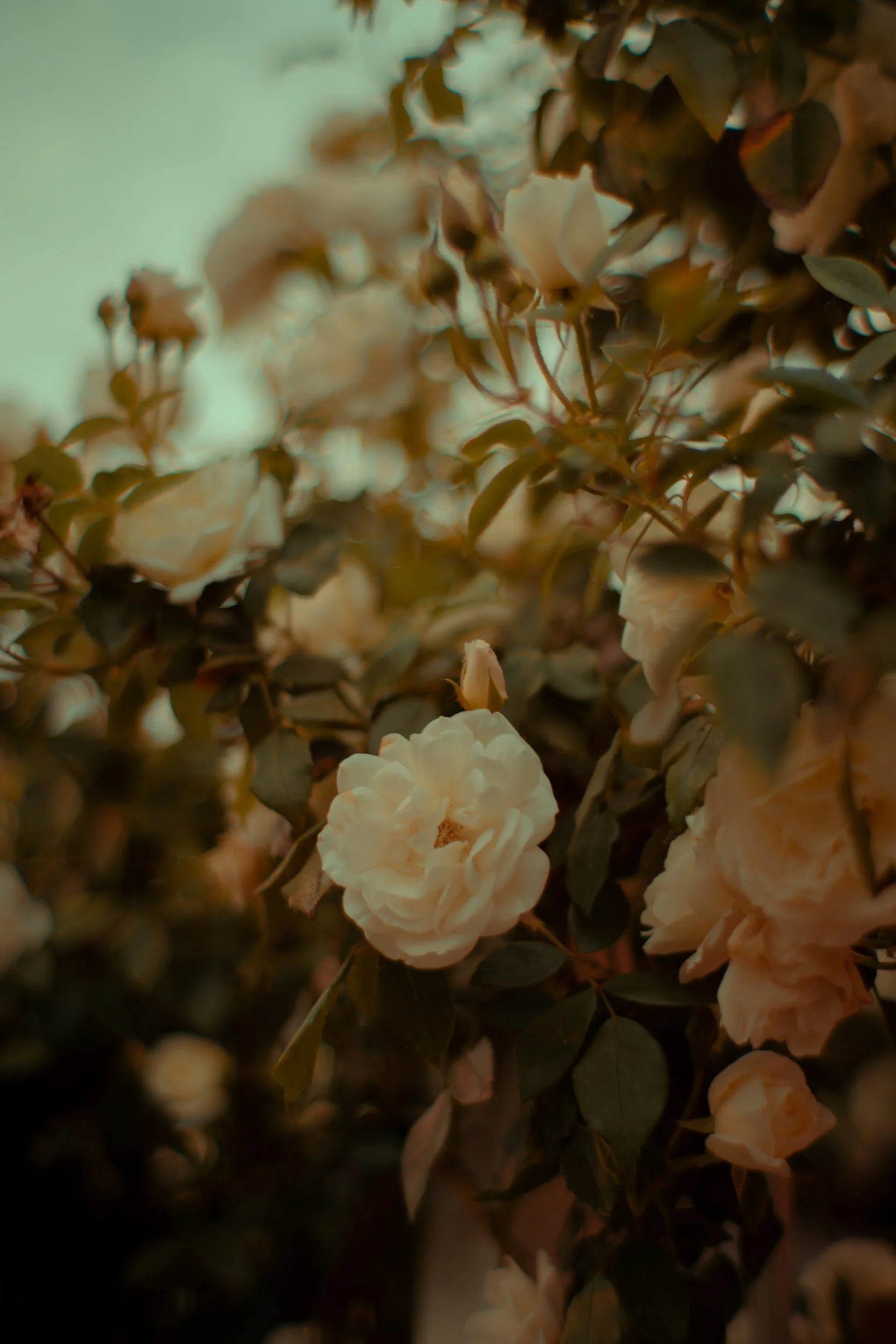 Close-up of white roses and green leaves on a bush with a blurred background.