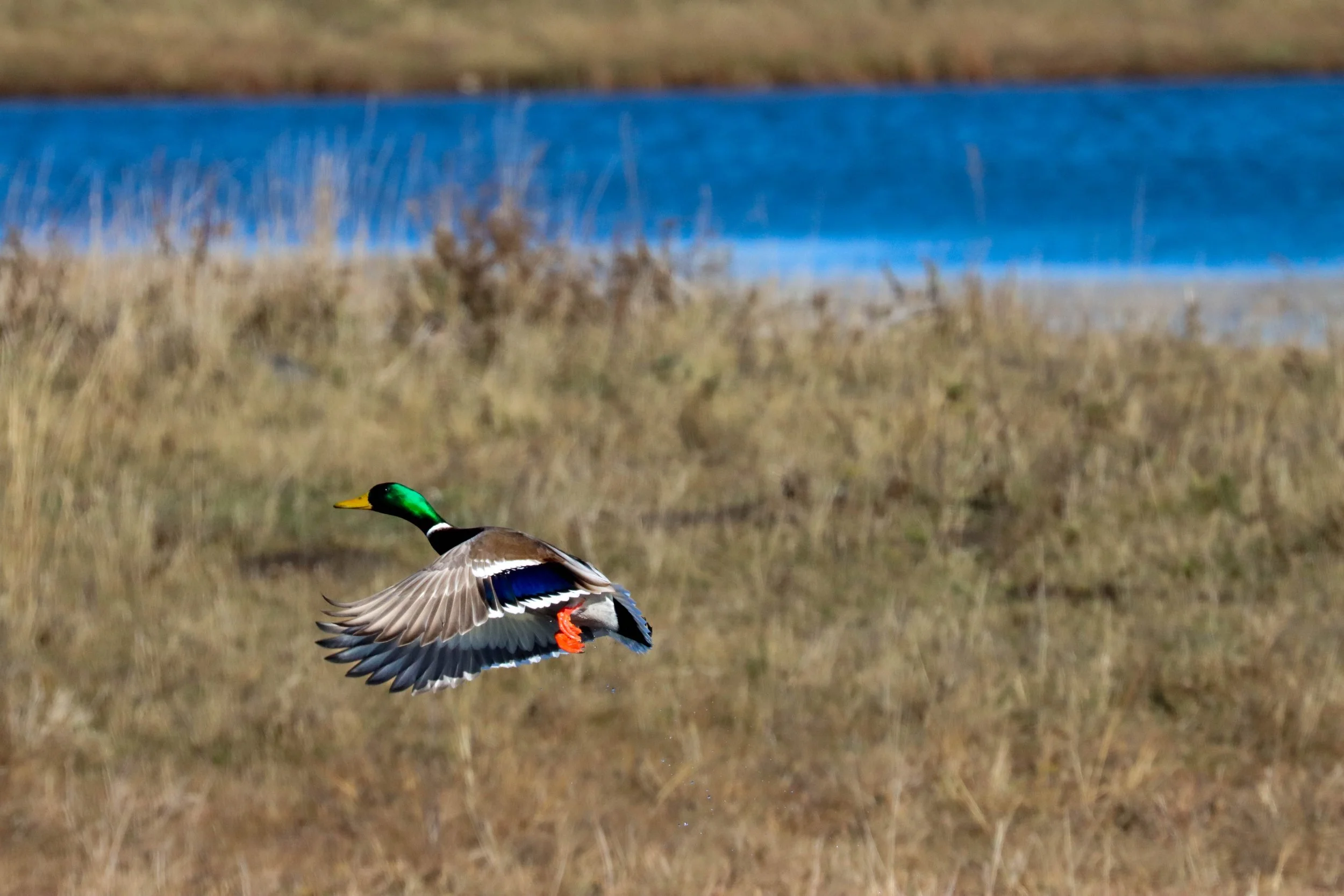 Streeter Mallard.jpg