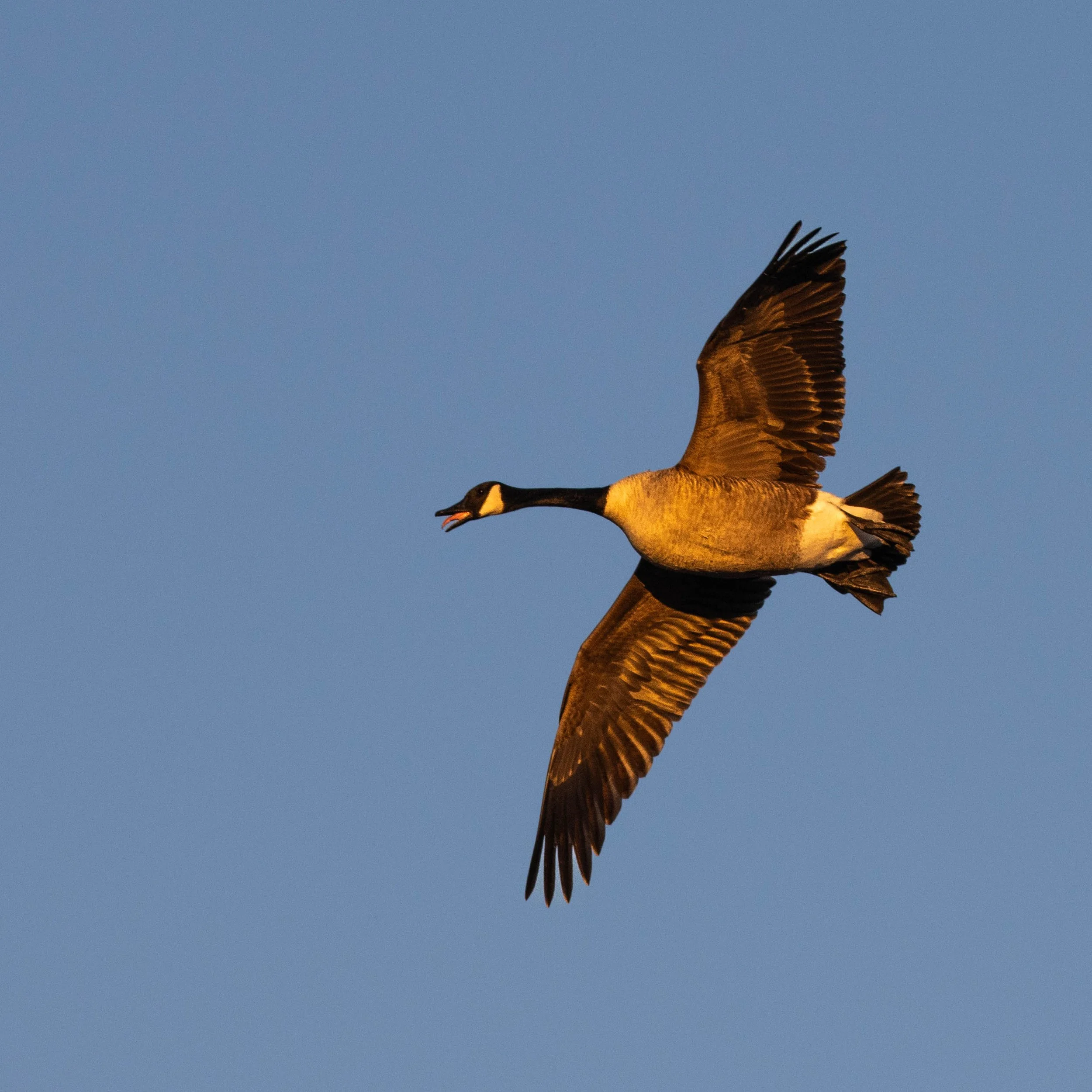 honker2.jpg
