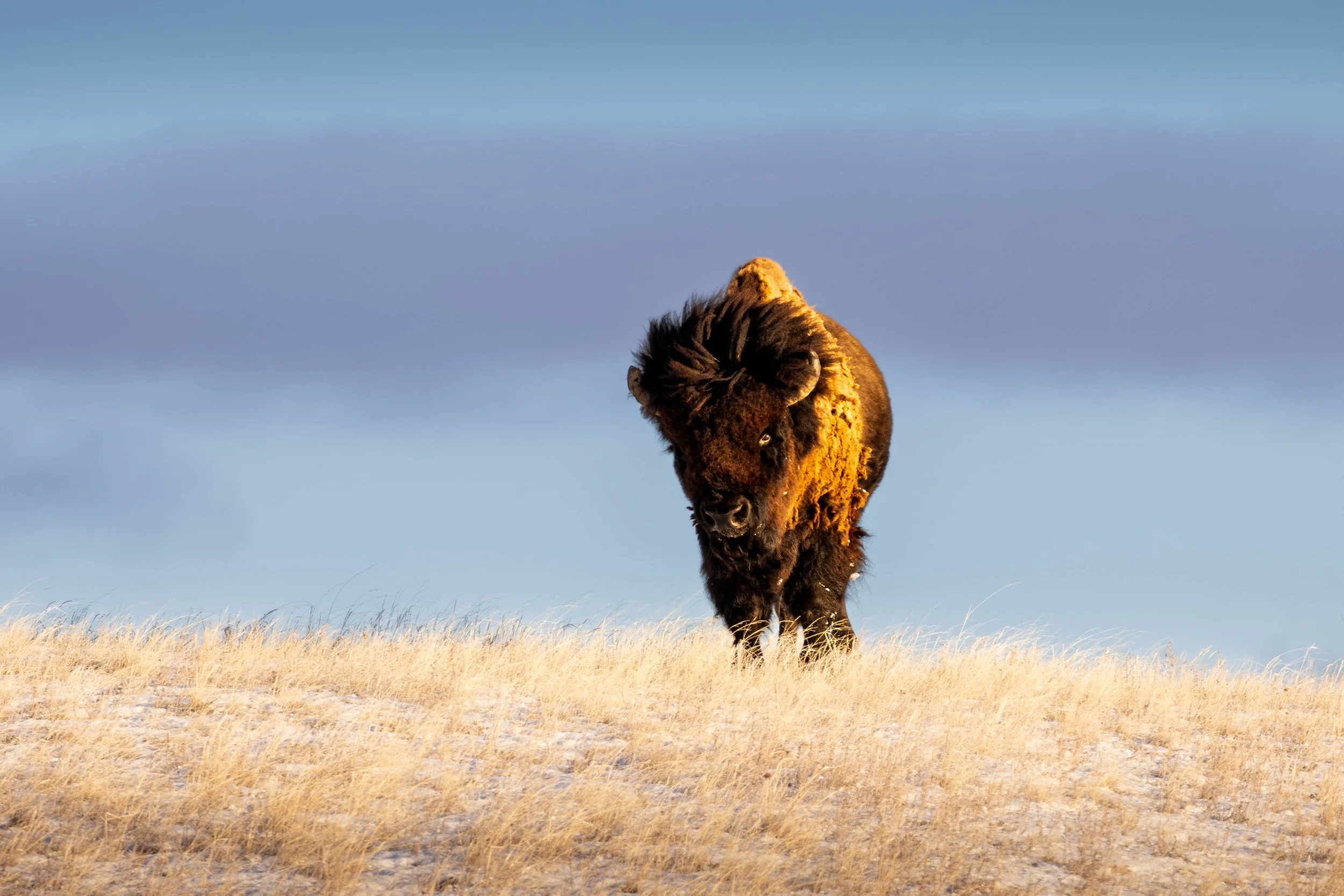 Badlands Bison.jpg