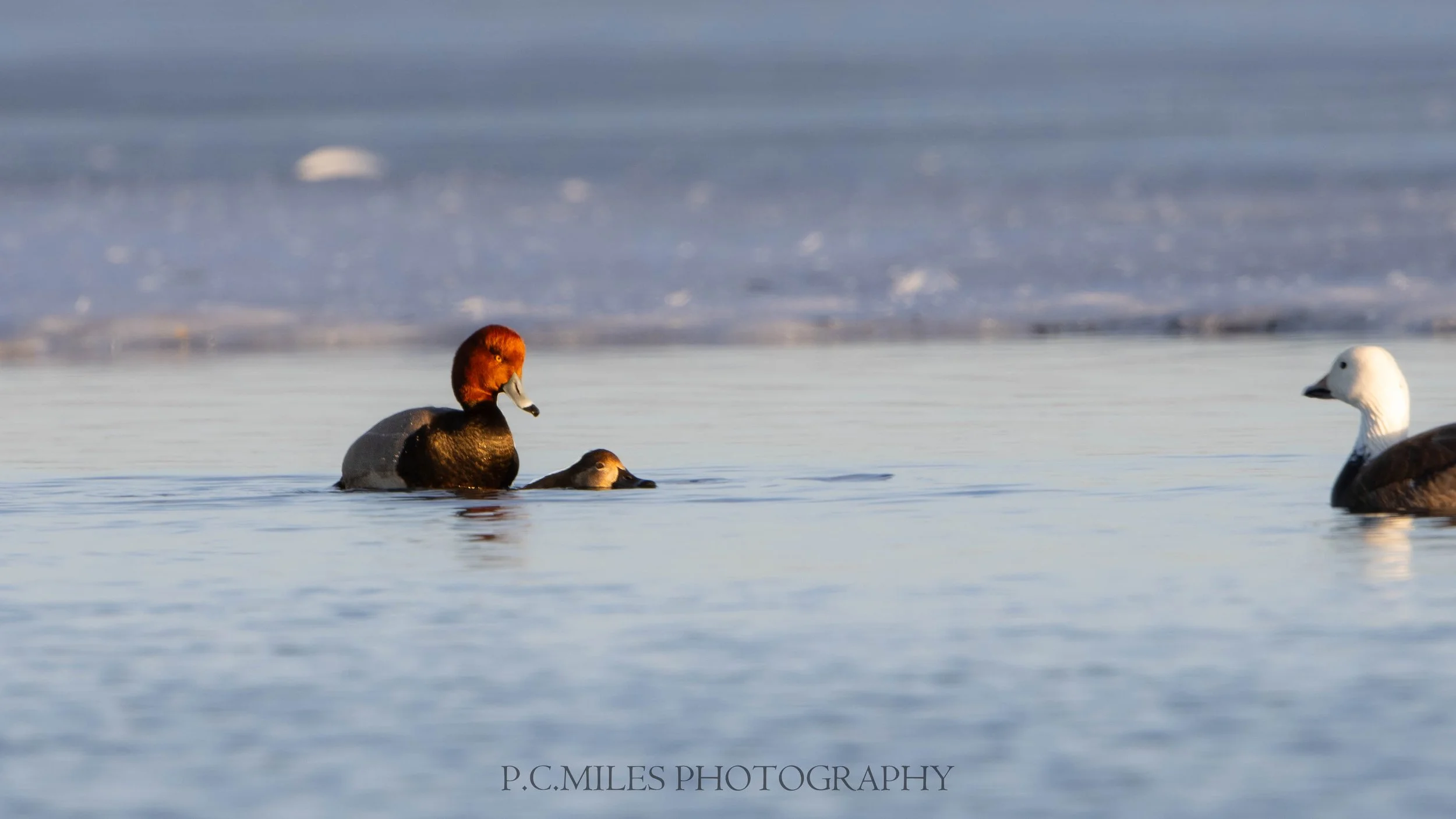 mating redheads (1 of 1).jpg