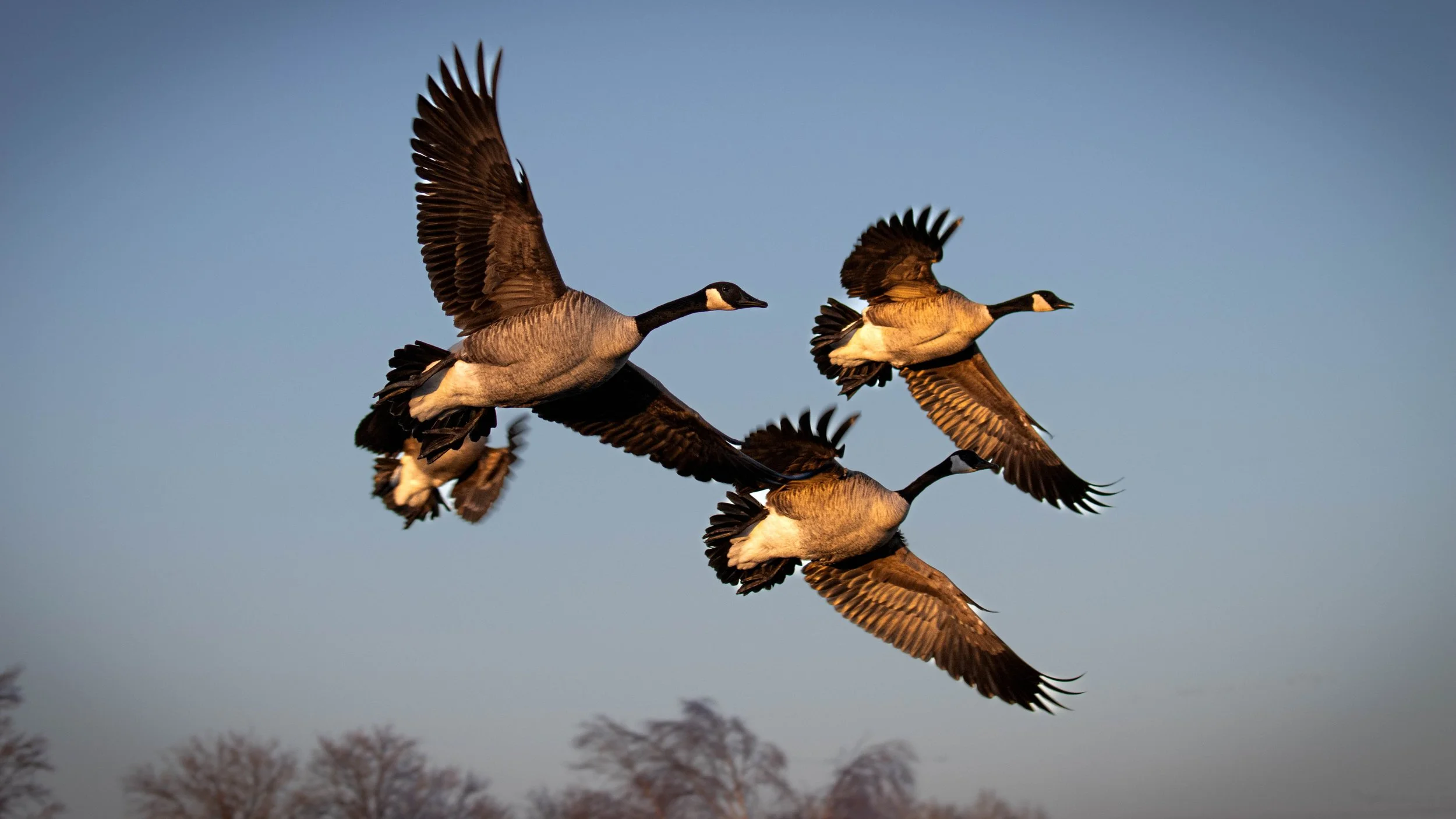 honker flush.jpg