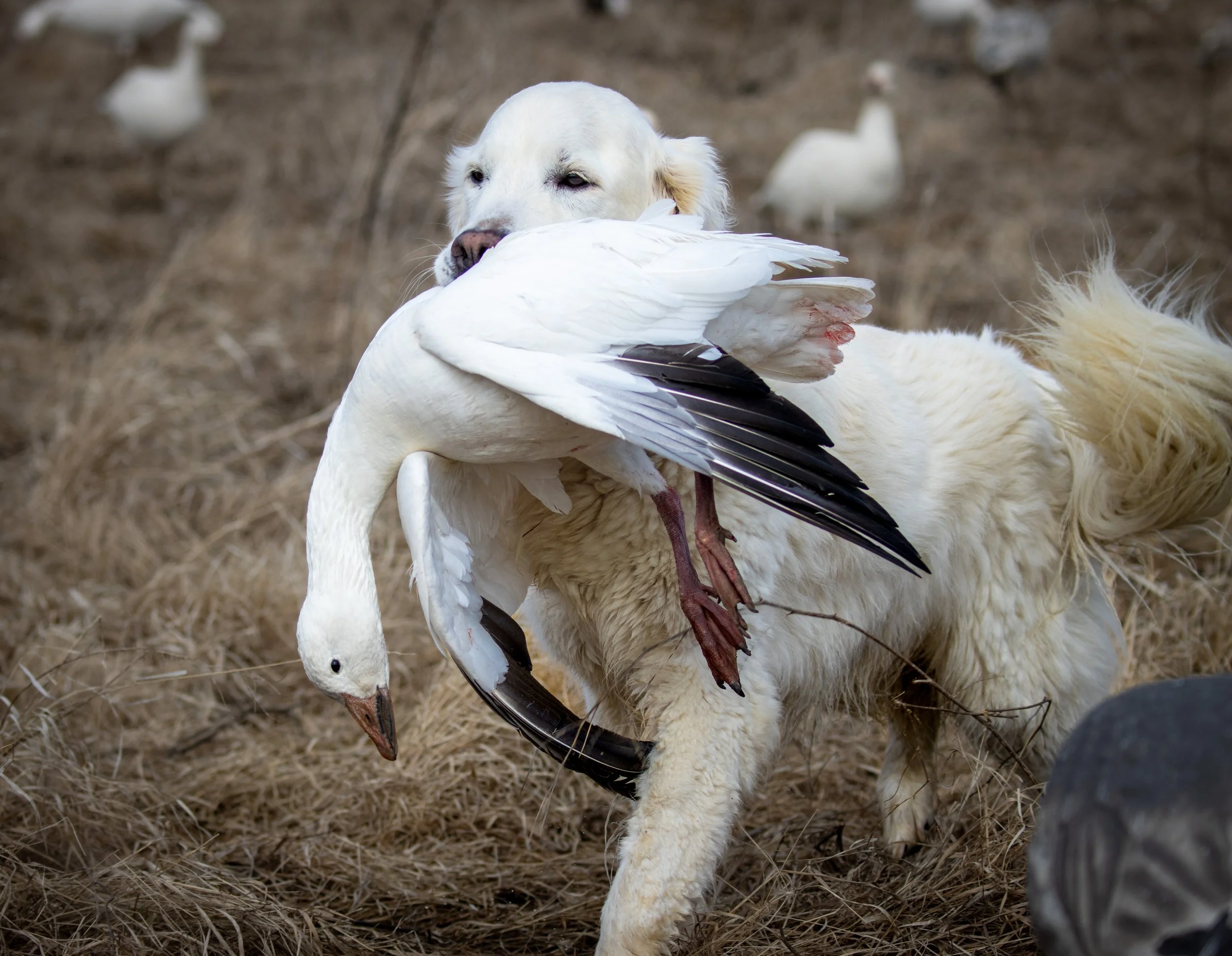 george snow retrieve 2 (1 of 1).jpg