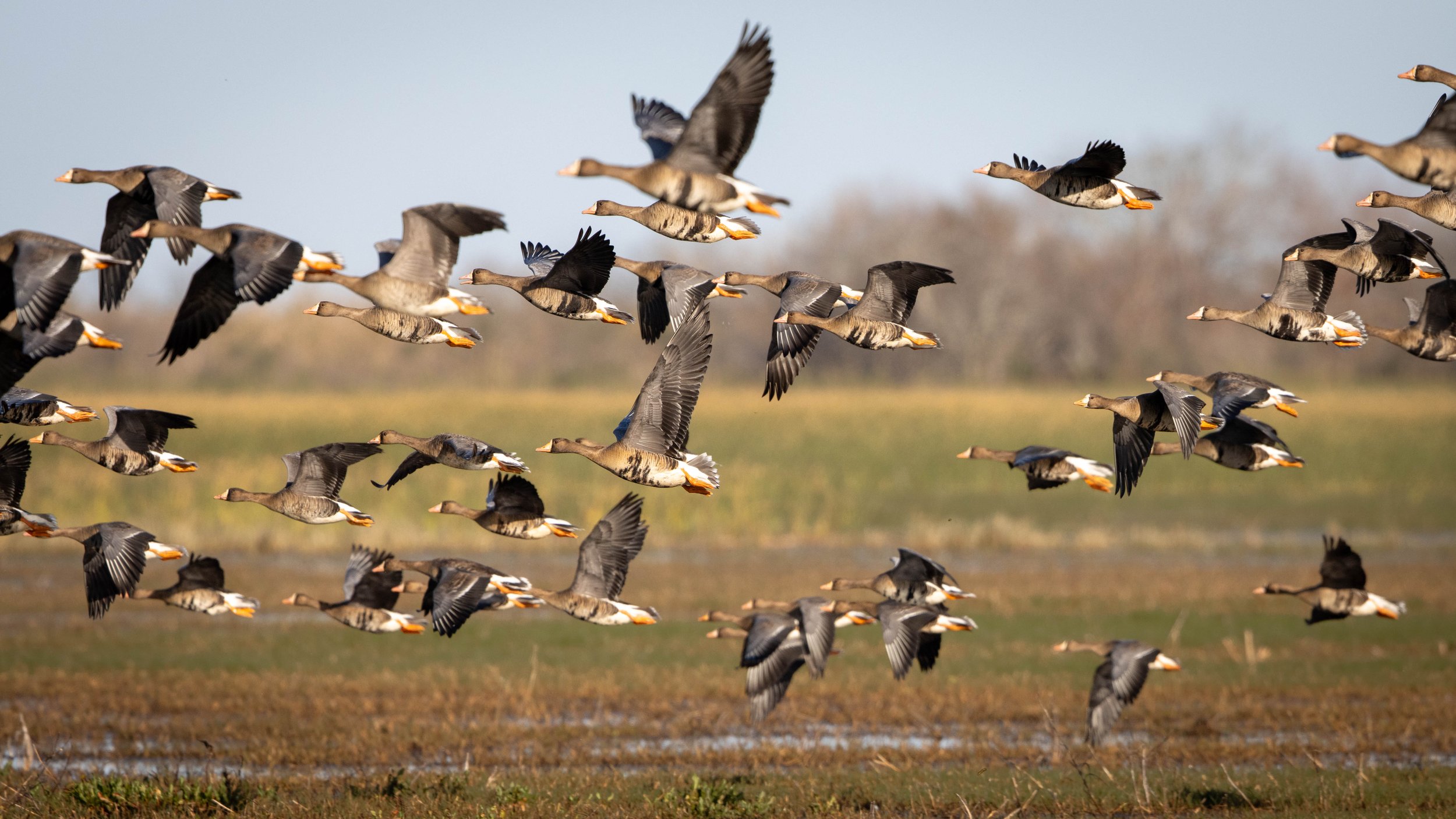 spec big group flyby.jpg