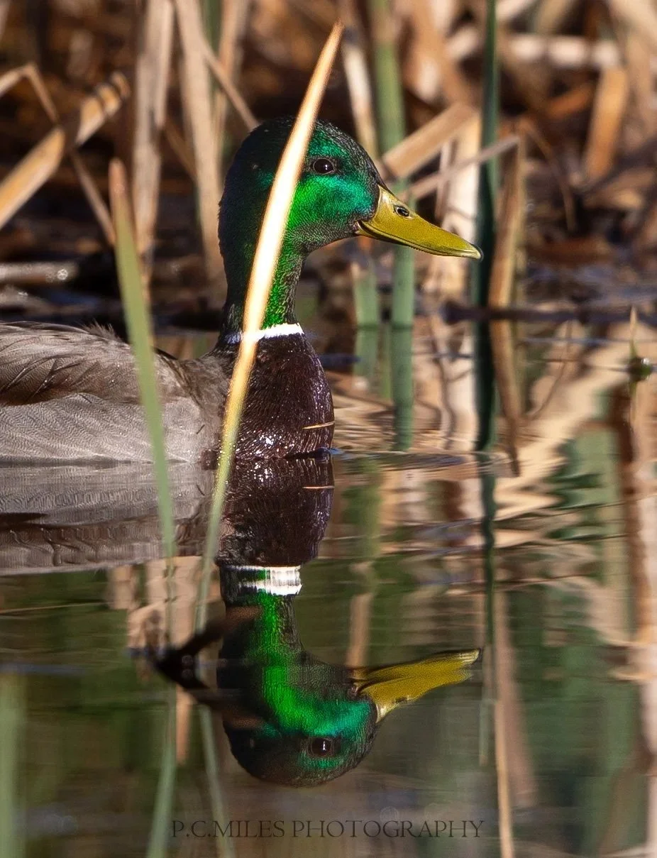 steamboat+mallard+%281+of+1%29.jpg