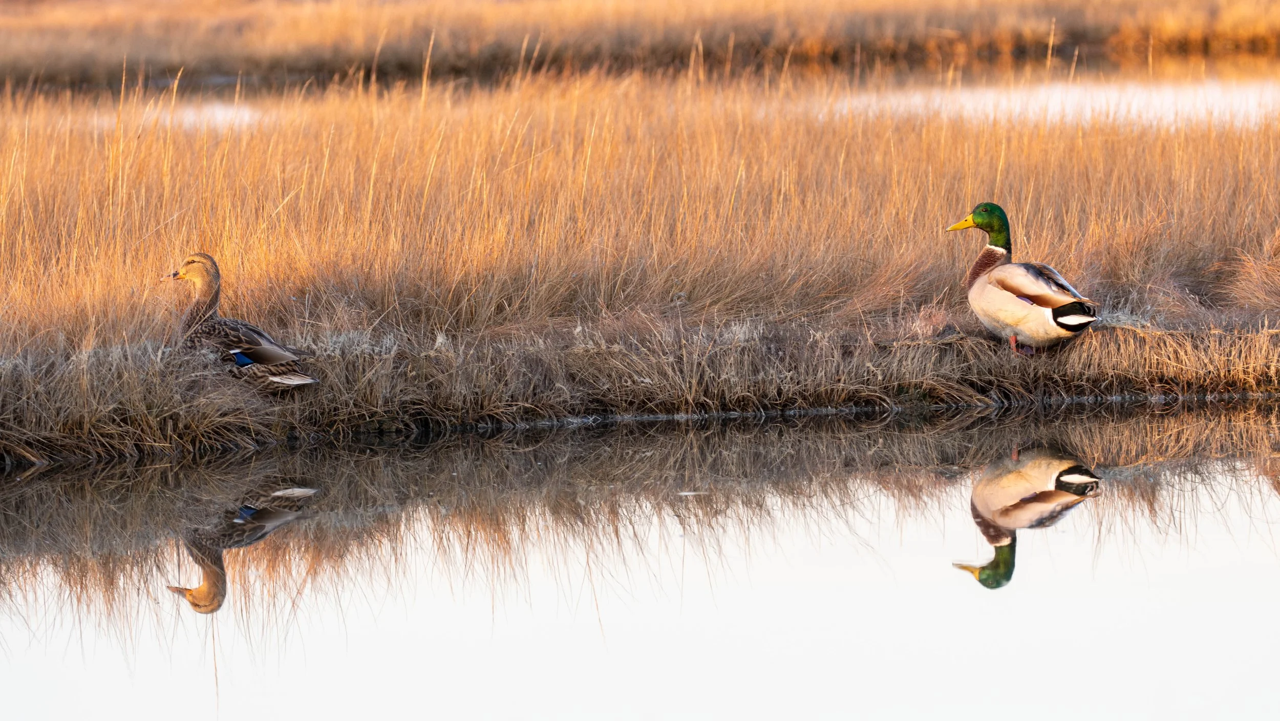 Maine Mallards.jpg