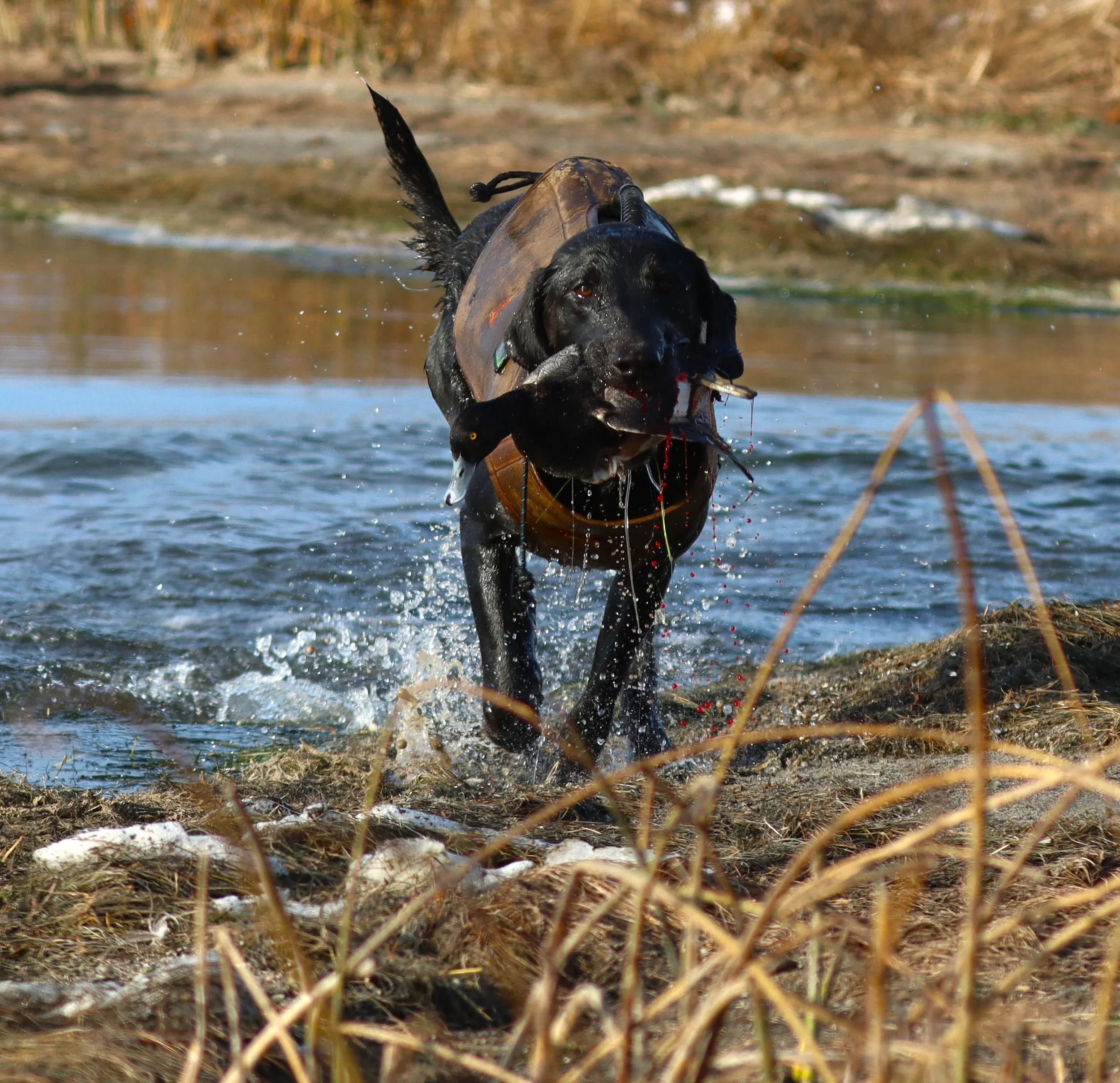 scaup retrieve maggie (1 of 1).jpg