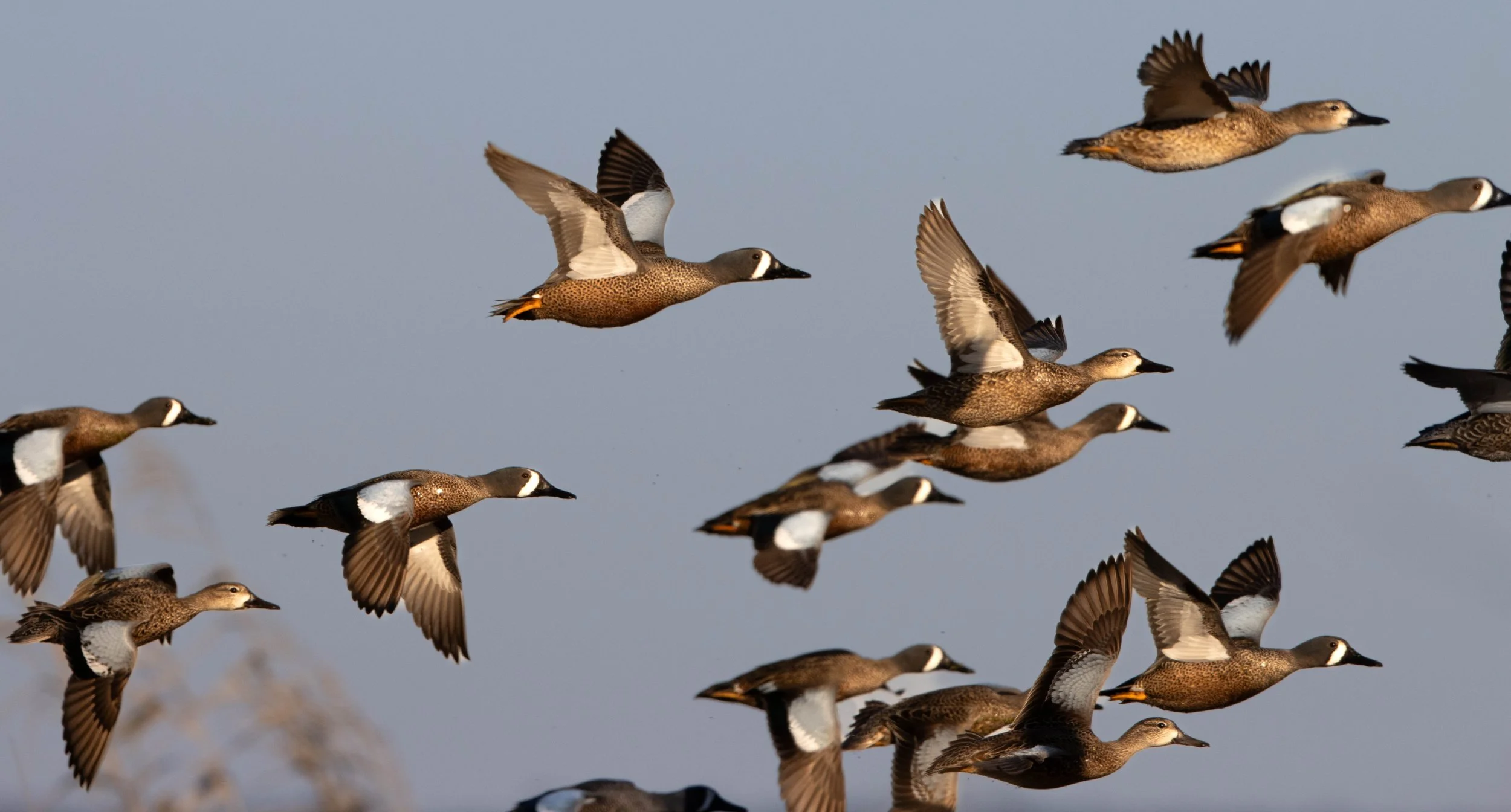 bwt flock 2.jpg