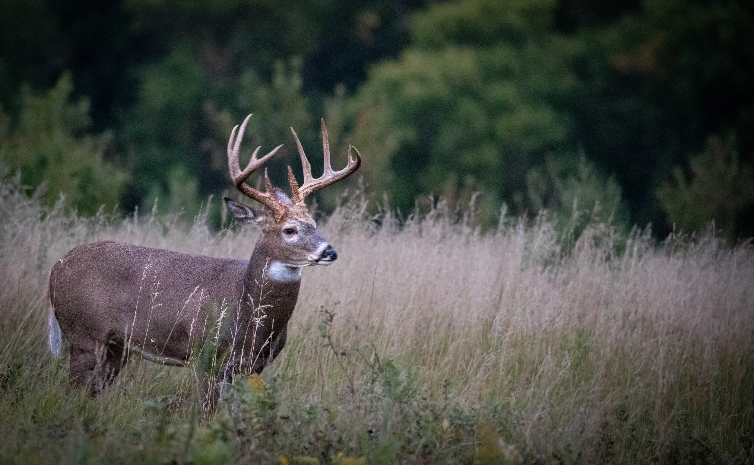 tylers deer (1 of 1).jpg