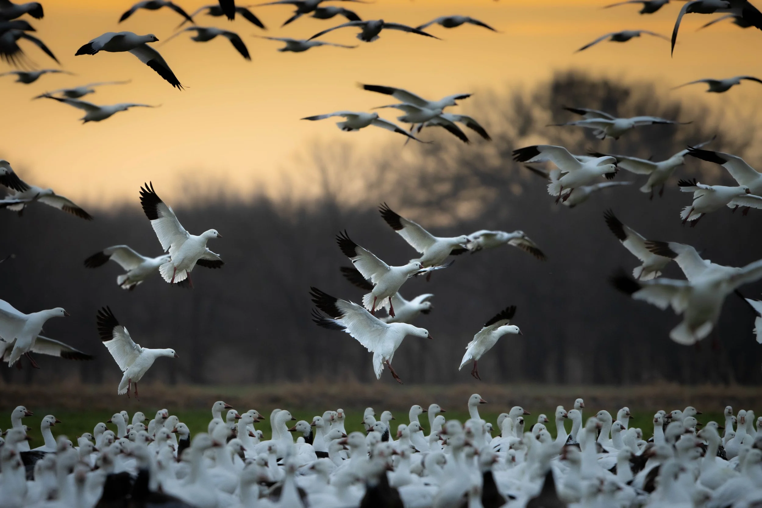 ross geese.jpg